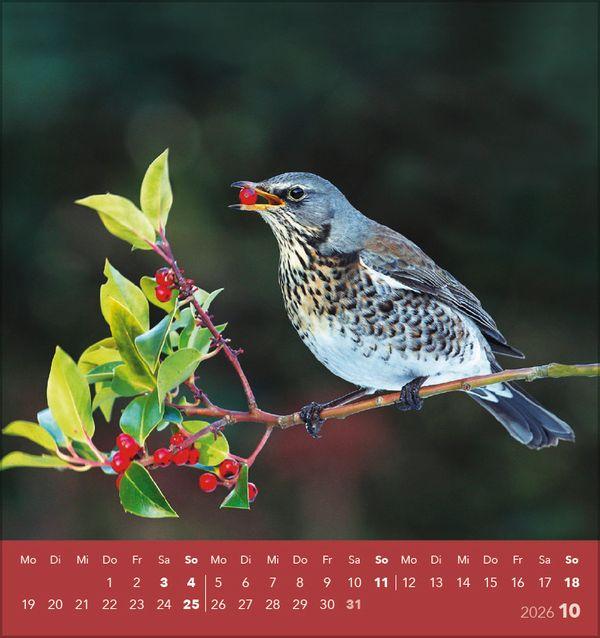 Beispielinhalt (Bild) Vögel unserer Heimat 2026