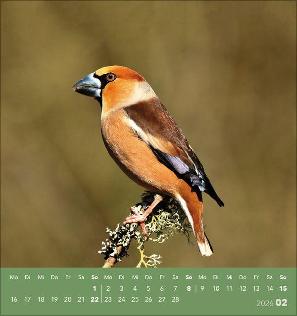 Beispielinhalt (Bild) Vögel unserer Heimat 2026