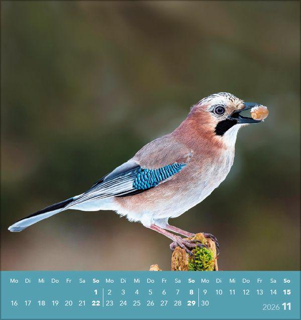 Beispielinhalt (Bild) Vögel unserer Heimat 2026