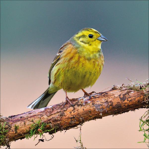 Beispielinhalt (Bild) Vögel 2026