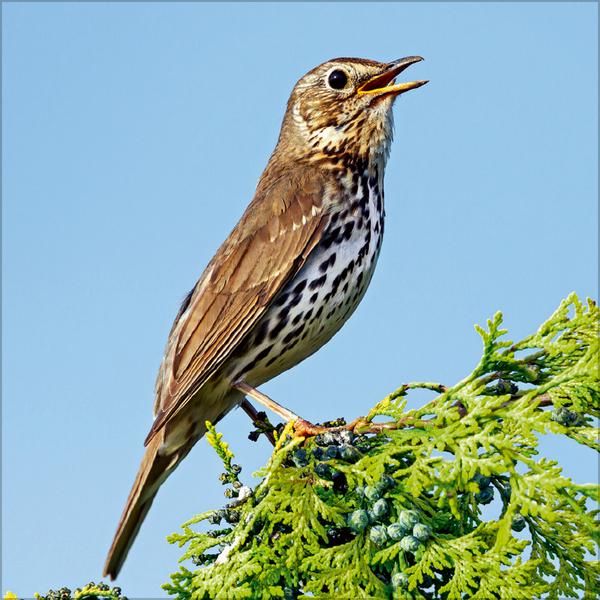 Beispielinhalt (Bild) Vögel 2026