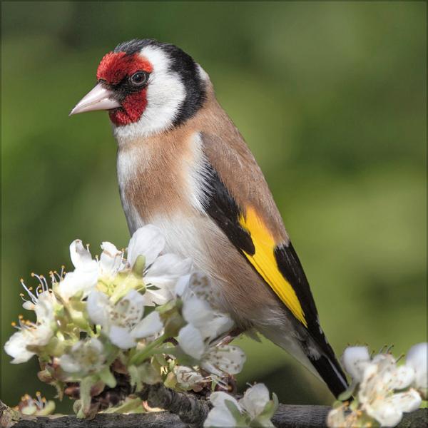 Beispielinhalt (Bild) Vögel 2026