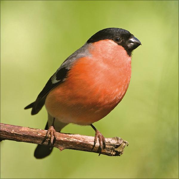 Beispielinhalt (Bild) Vögel 2026