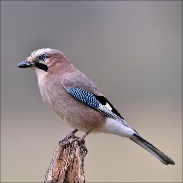 Beispielinhalt (Bild) Vögel 2026