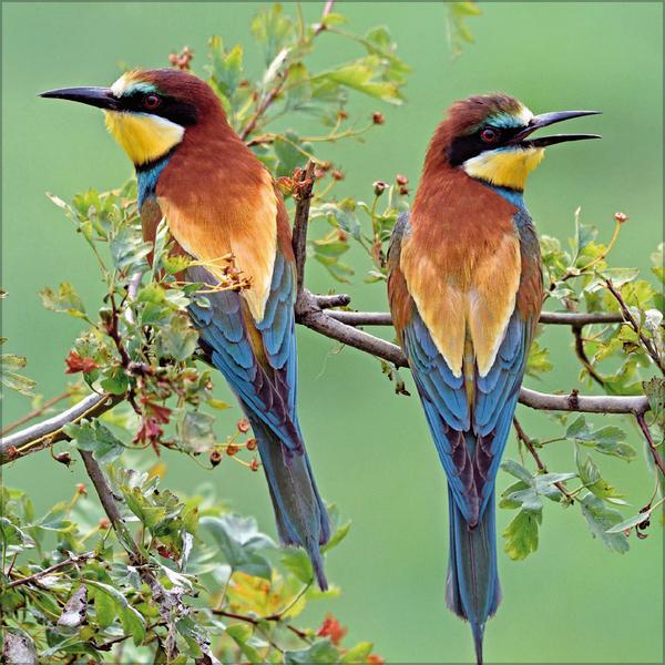 Beispielinhalt (Bild) Vögel 2026