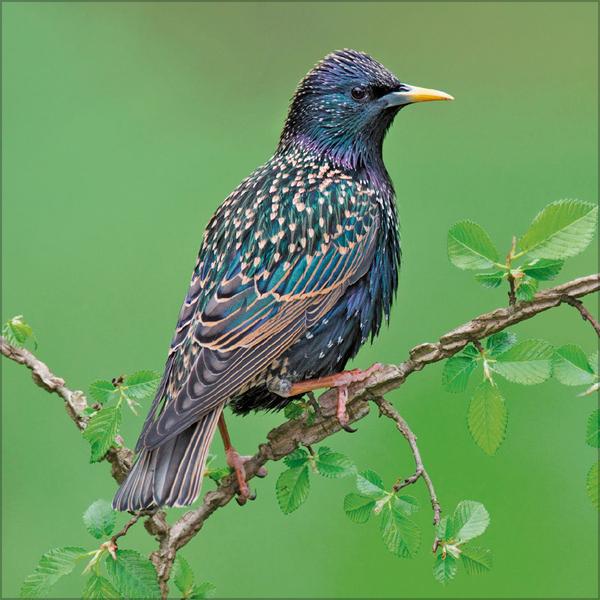 Beispielinhalt (Bild) Vögel 2026