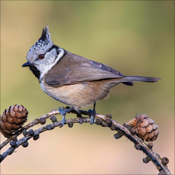Beispielinhalt (Bild) Vögel 2026