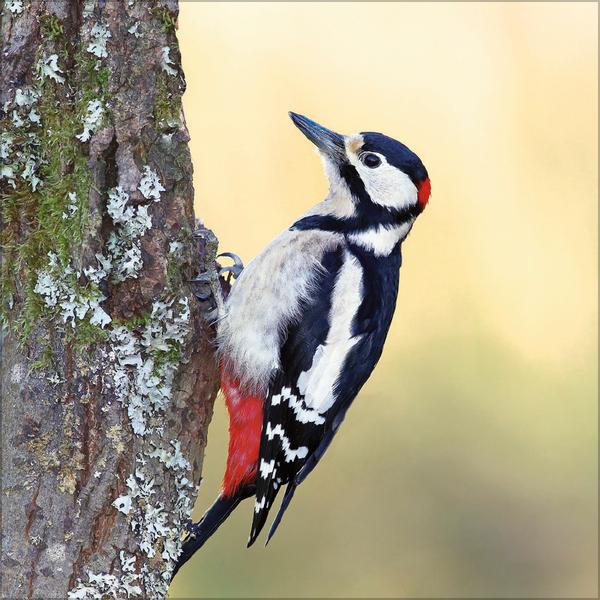 Beispielinhalt (Bild) Vögel 2026
