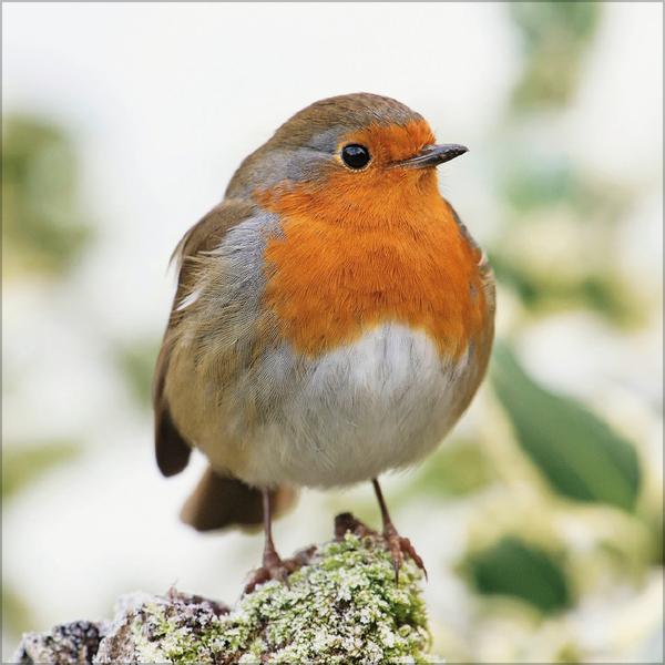 Beispielinhalt (Bild) Vögel 2026