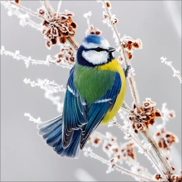 Beispielinhalt (Bild) Vögel 2026