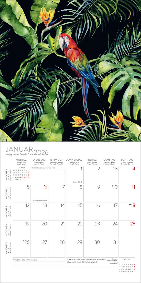 Beispielinhalt (Bild) Dschungelfieber 2026