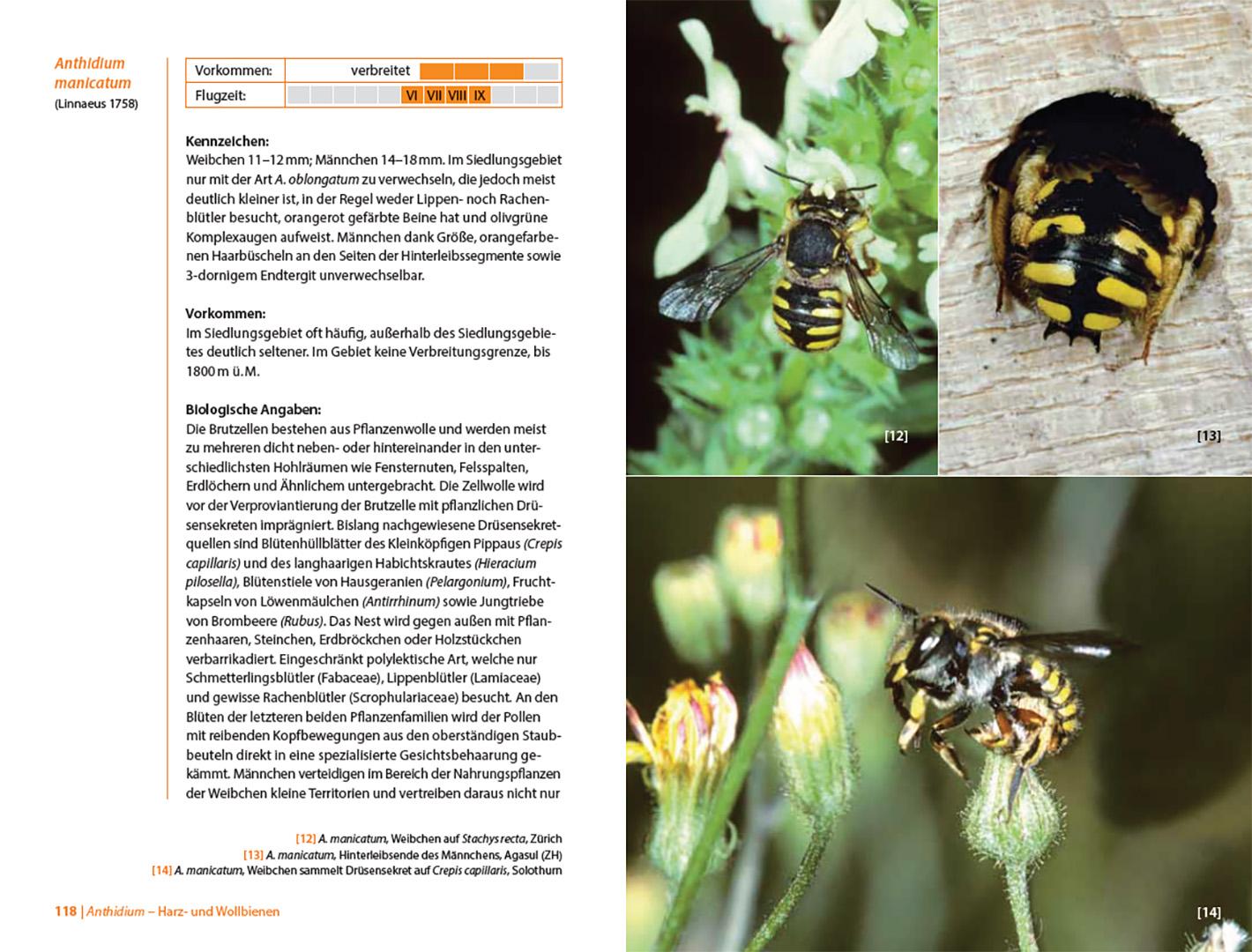 Beispielinhalt (Bild) Bienen Mitteleuropas