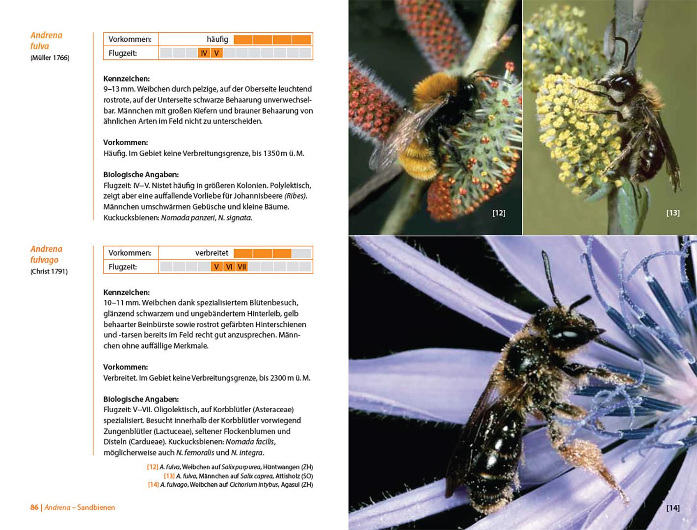 Beispielinhalt (Bild) Bienen Mitteleuropas