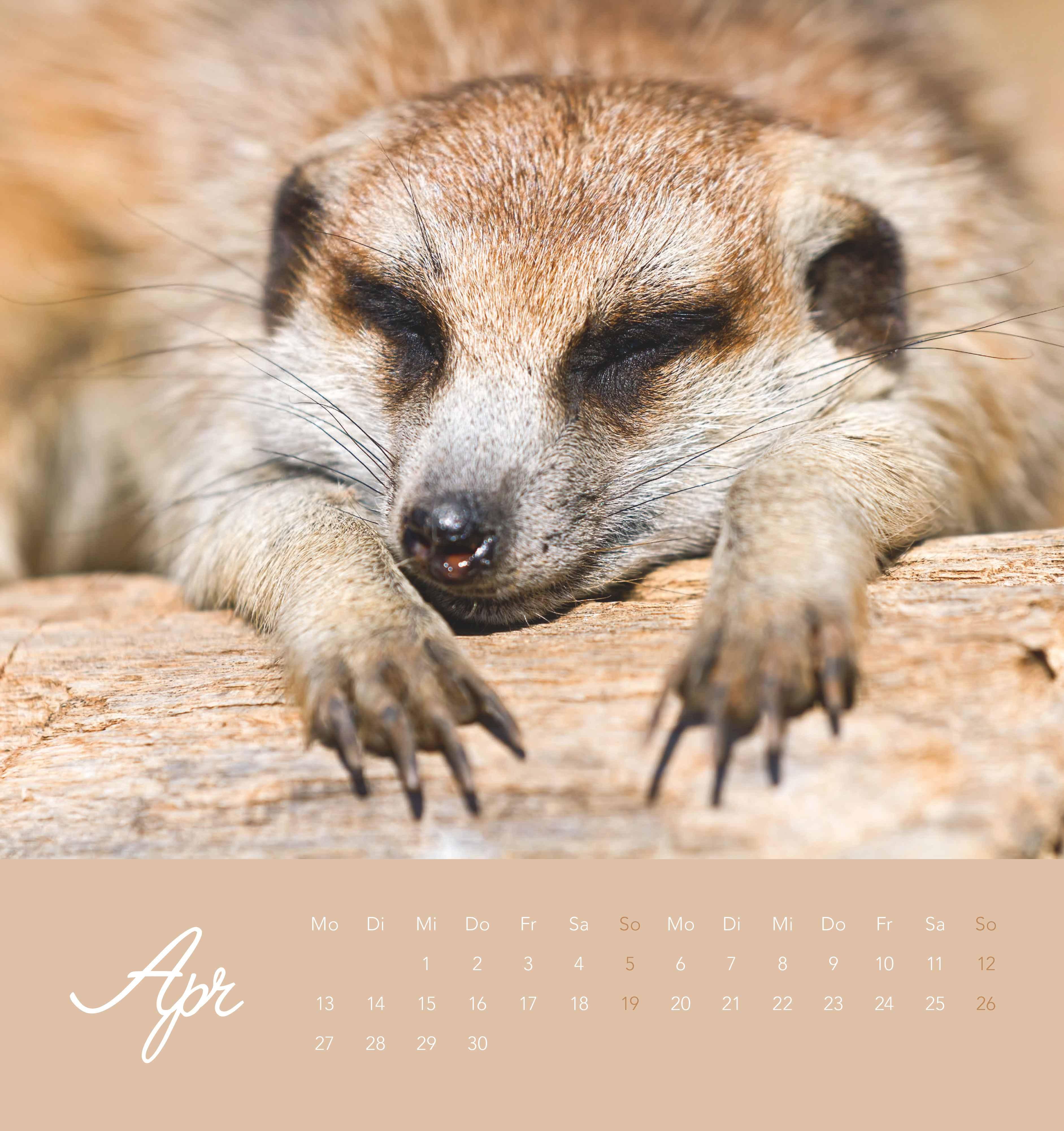 Beispielinhalt (Bild) Freche Erdmännchen 2026 - Postkartenkalender 16x17 cm