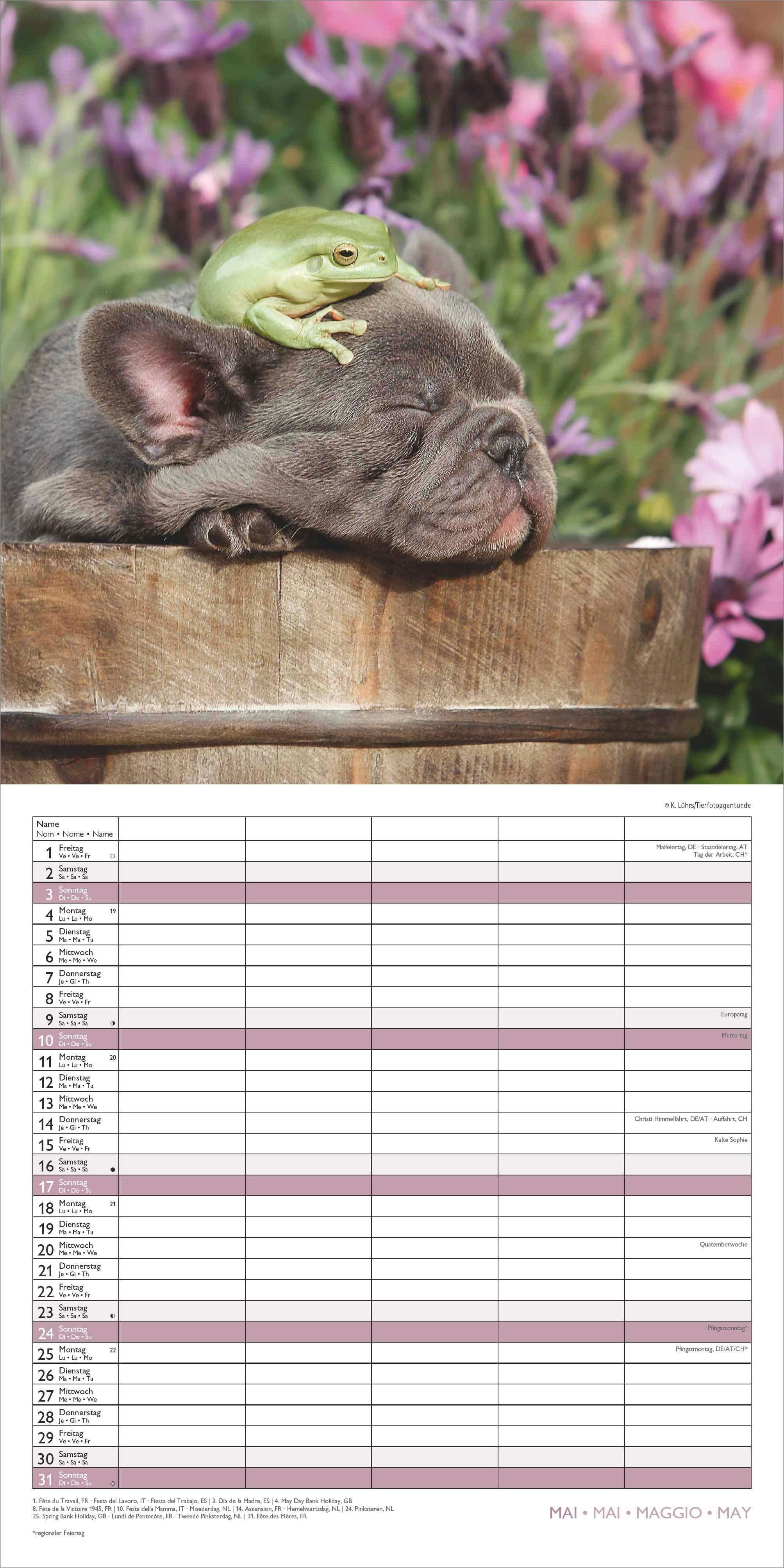 Beispielinhalt (Bild) Familienplaner Beste Freunde 2026 - Broschürenkalender im Format 30 x 30