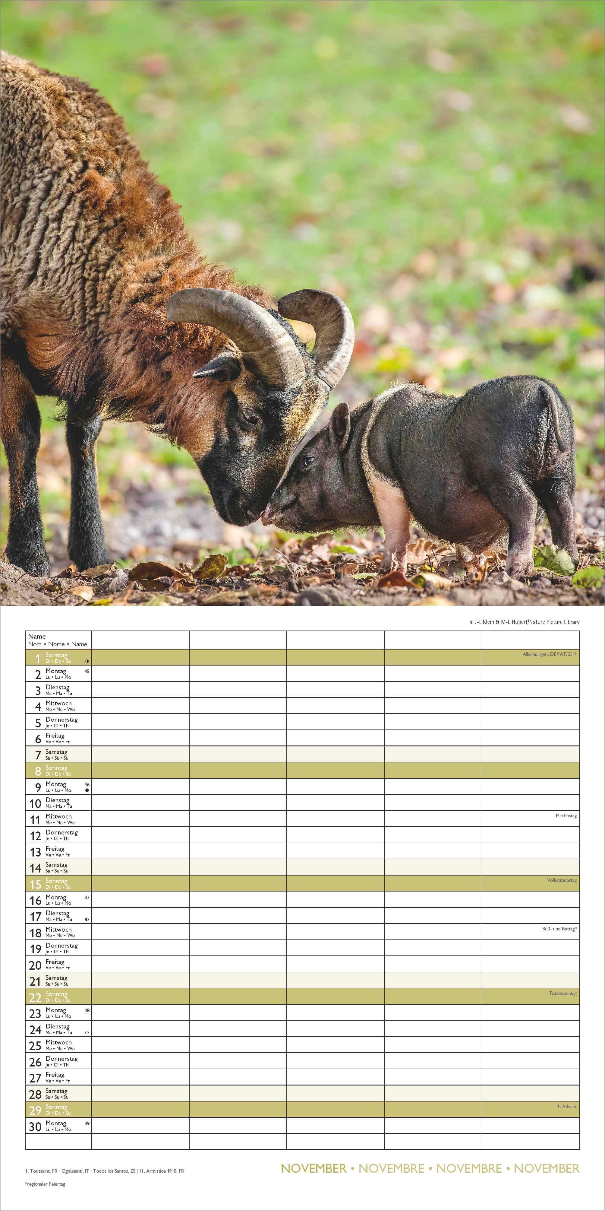 Beispielinhalt (Bild) Familienplaner Beste Freunde 2026 - Broschürenkalender im Format 30 x 30