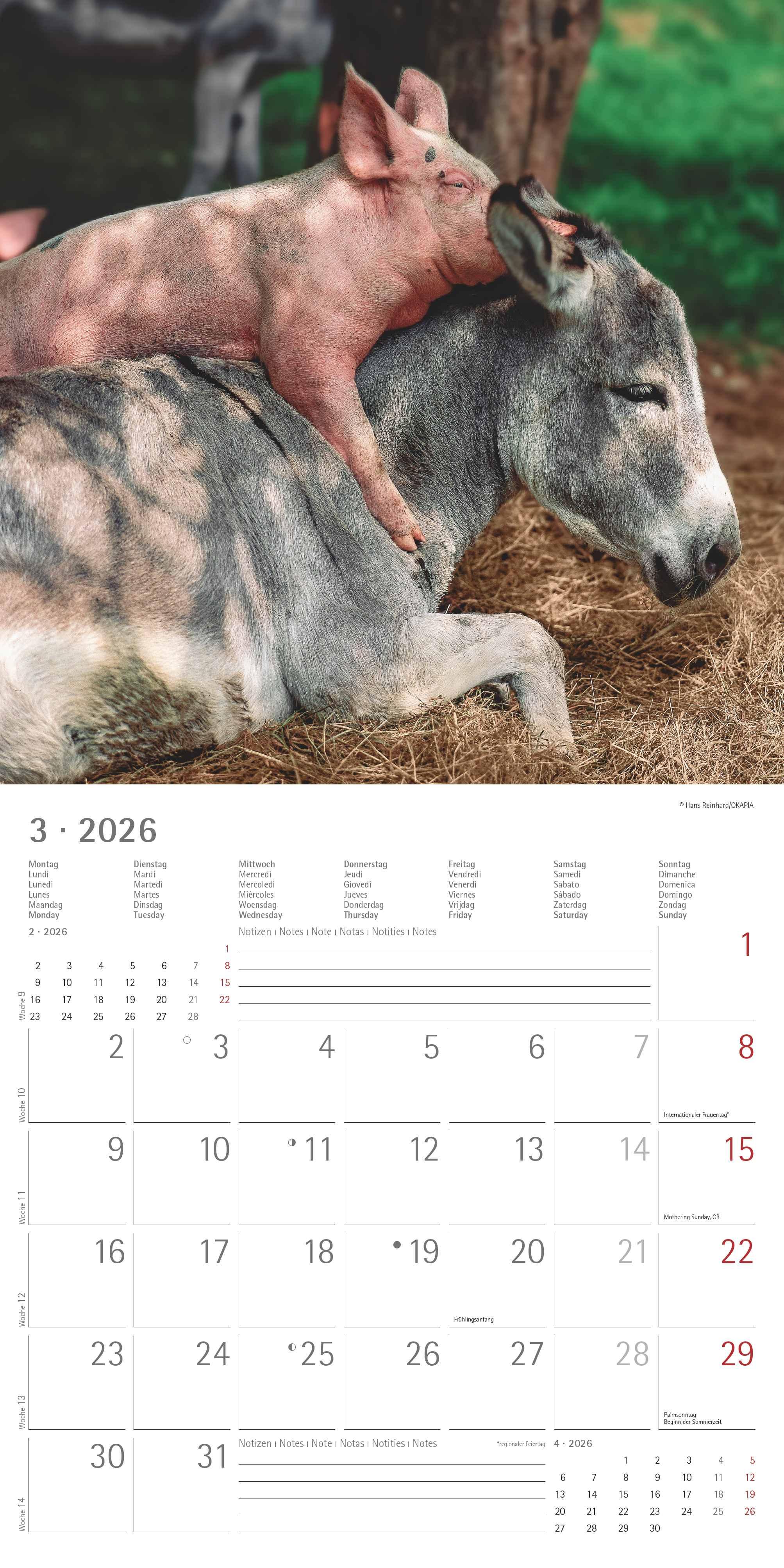 Beispielinhalt (Bild) Tierfreundschaften 2026 - Broschürenkalender 30x30 cm (30x60 geöffnet) - Kalender mit Platz für Notizen - Animal Friendships - Bildkalender - Planer