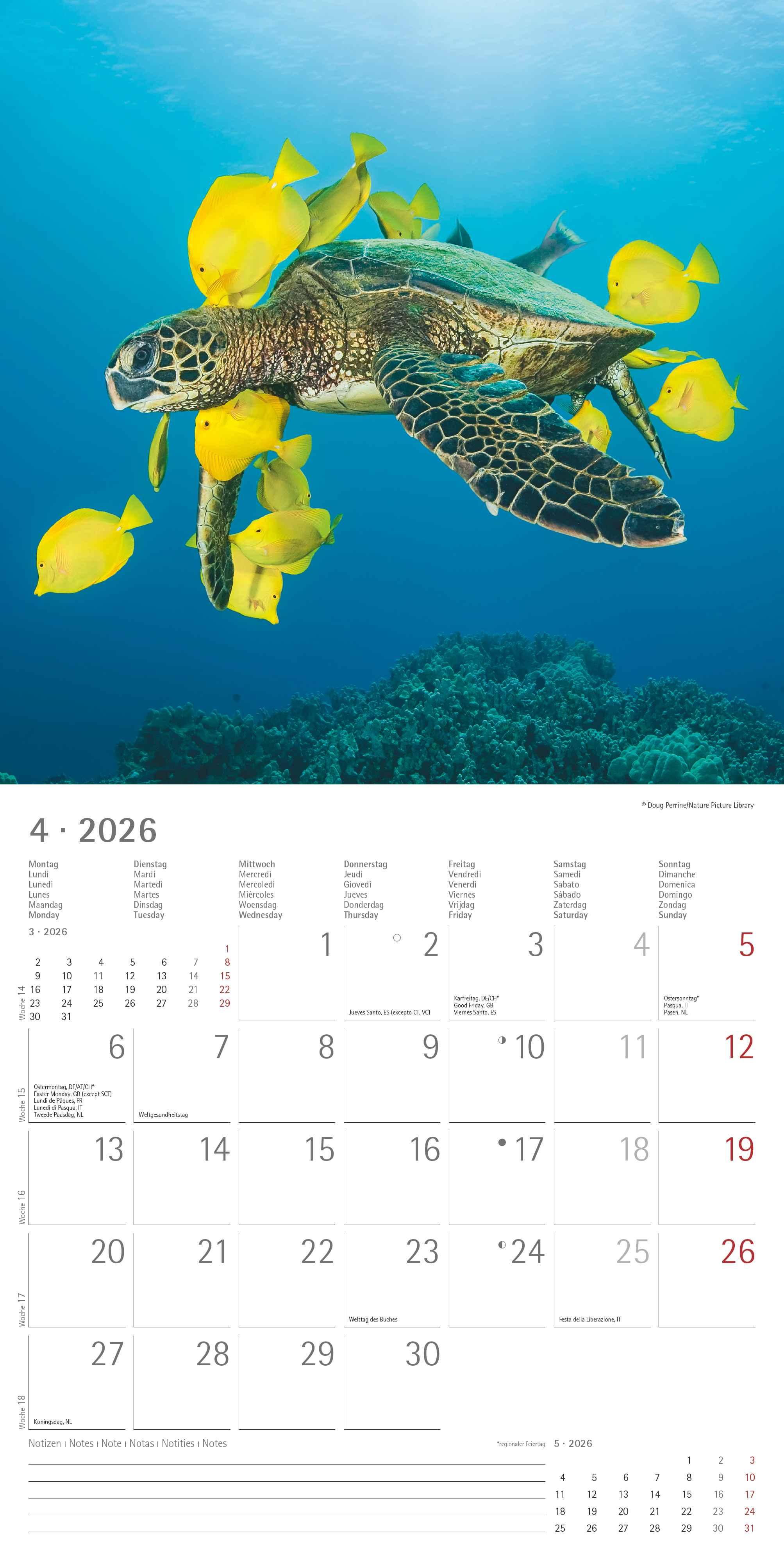 Beispielinhalt (Bild) Tierfreundschaften 2026 - Broschürenkalender 30x30 cm (30x60 geöffnet) - Kalender mit Platz für Notizen - Animal Friendships - Bildkalender - Planer