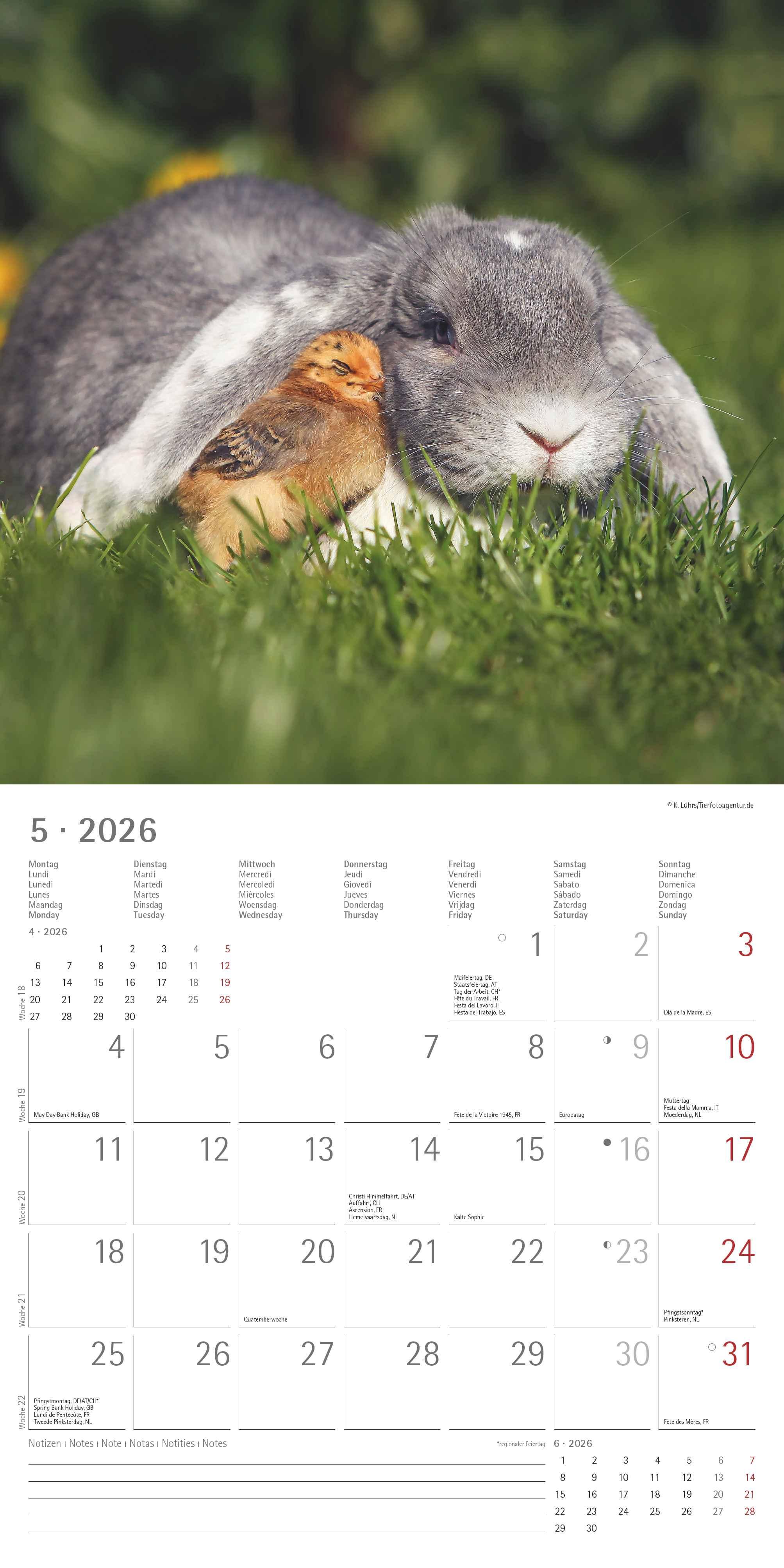 Beispielinhalt (Bild) Tierfreundschaften 2026 - Broschürenkalender 30x30 cm (30x60 geöffnet) - Kalender mit Platz für Notizen - Animal Friendships - Bildkalender - Planer