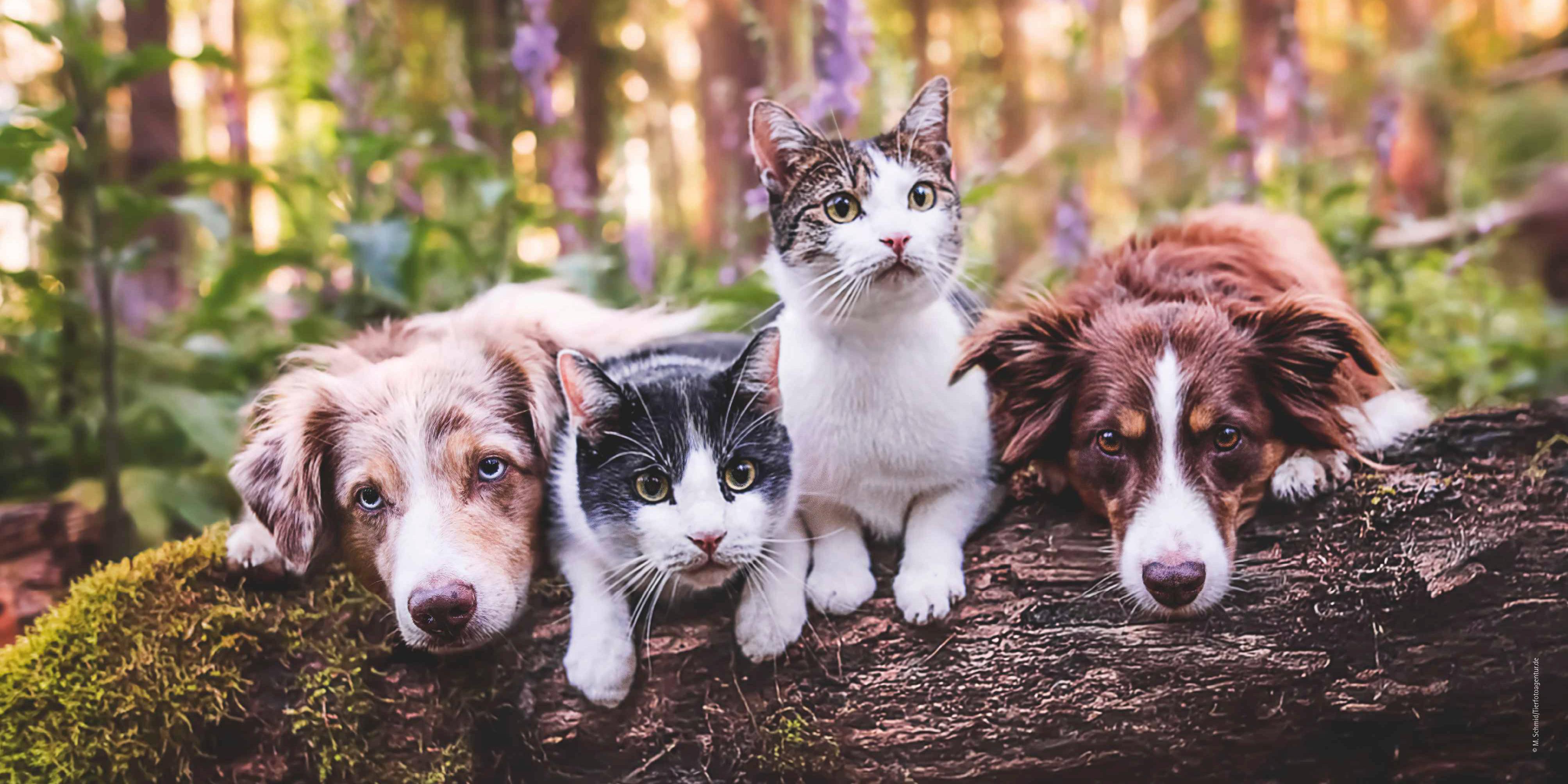 Beispielinhalt (Bild) Tierfreundschaften 2026 - Broschürenkalender 30x30 cm (30x60 geöffnet) - Kalender mit Platz für Notizen - Animal Friendships - Bildkalender - Planer