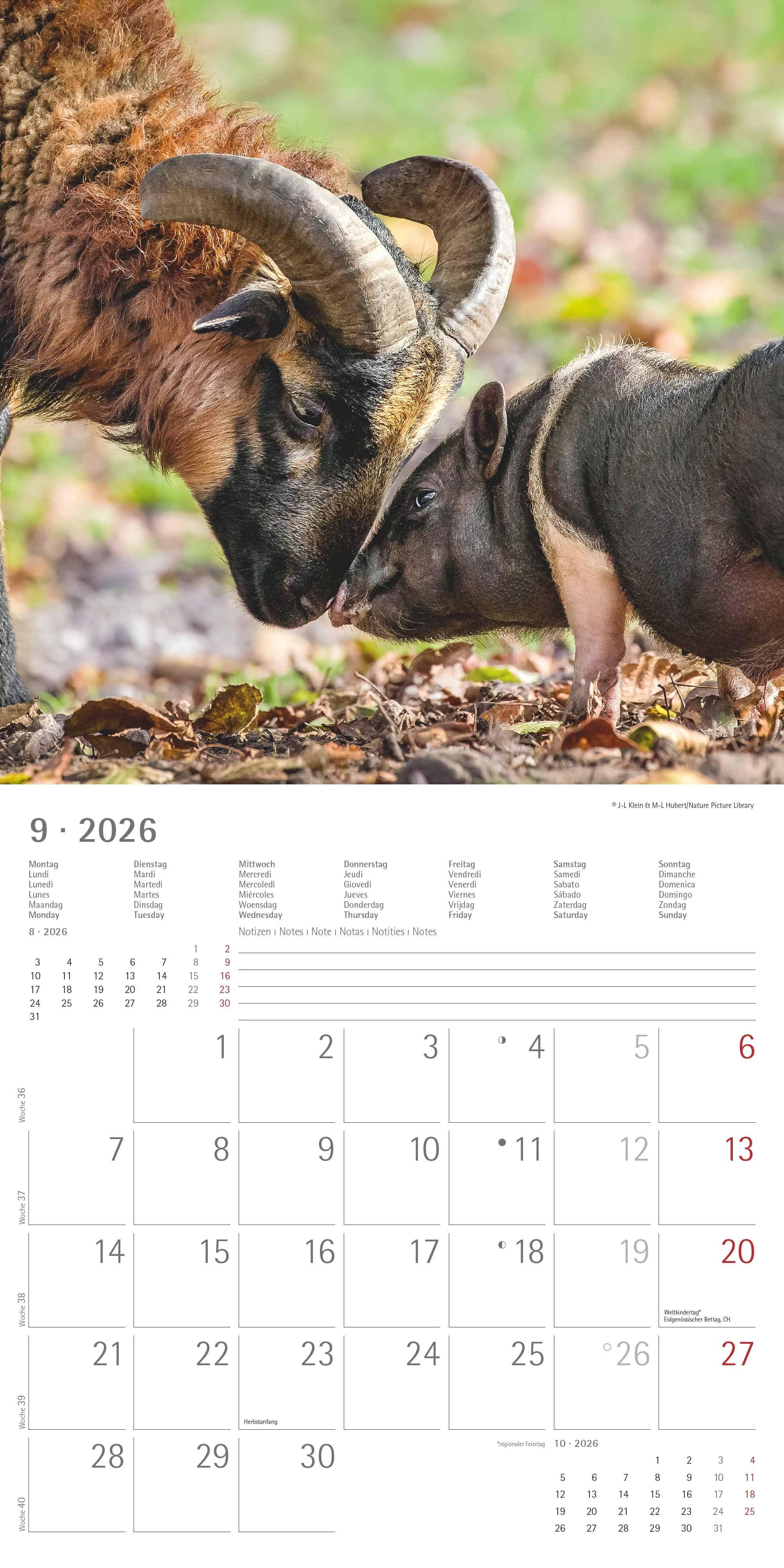 Beispielinhalt (Bild) Tierfreundschaften 2026 - Broschürenkalender 30x30 cm (30x60 geöffnet) - Kalender mit Platz für Notizen - Animal Friendships - Bildkalender - Planer