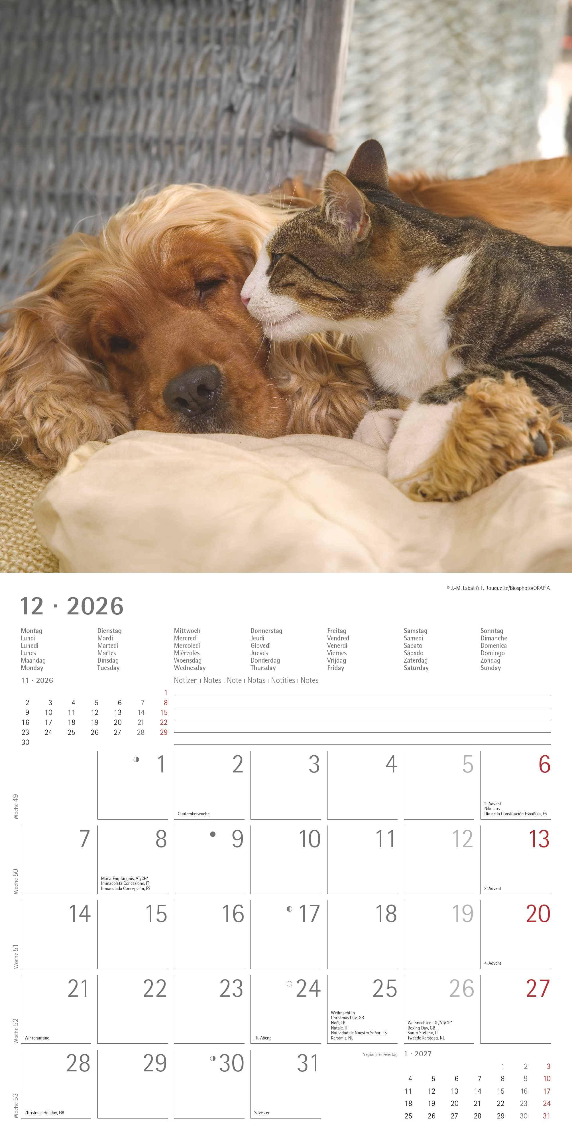 Beispielinhalt (Bild) Tierfreundschaften 2026 - Broschürenkalender 30x30 cm (30x60 geöffnet) - Kalender mit Platz für Notizen - Animal Friendships - Bildkalender - Planer