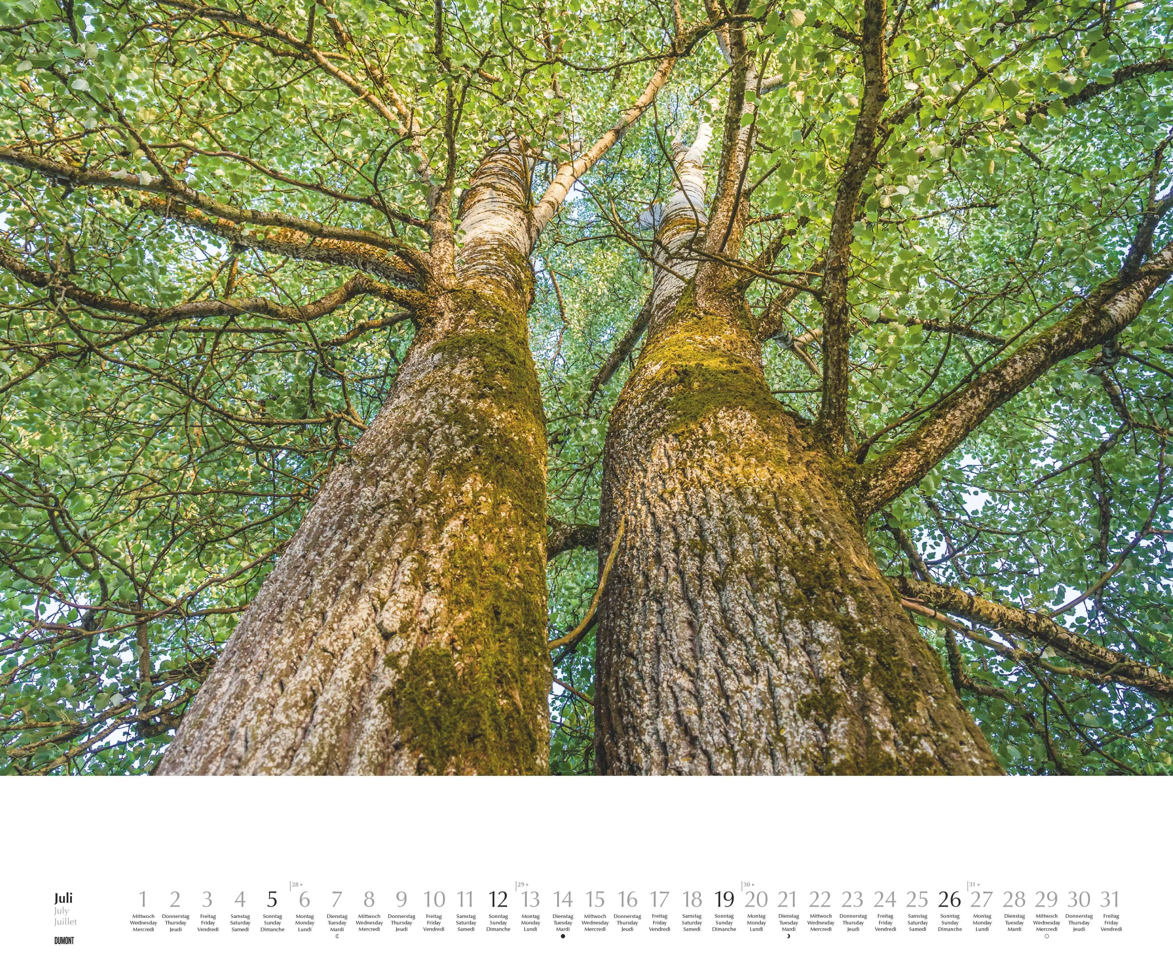 Beispielinhalt (Bild) Heimische Bäume 2026 - Wandkalender 60x50 cm - Spiralbindung