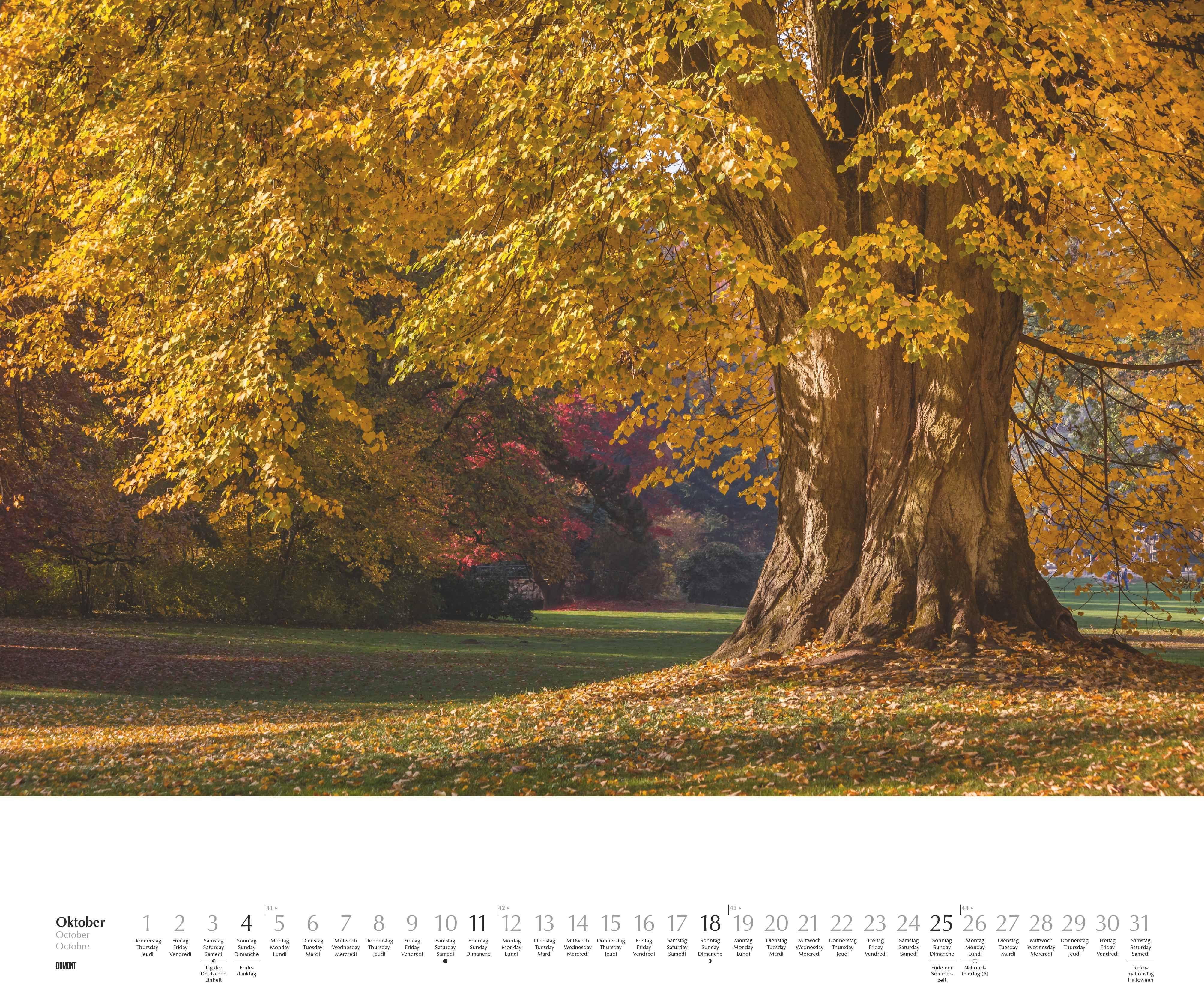 Beispielinhalt (Bild) Heimische Bäume 2026 - Wandkalender 60x50 cm - Spiralbindung