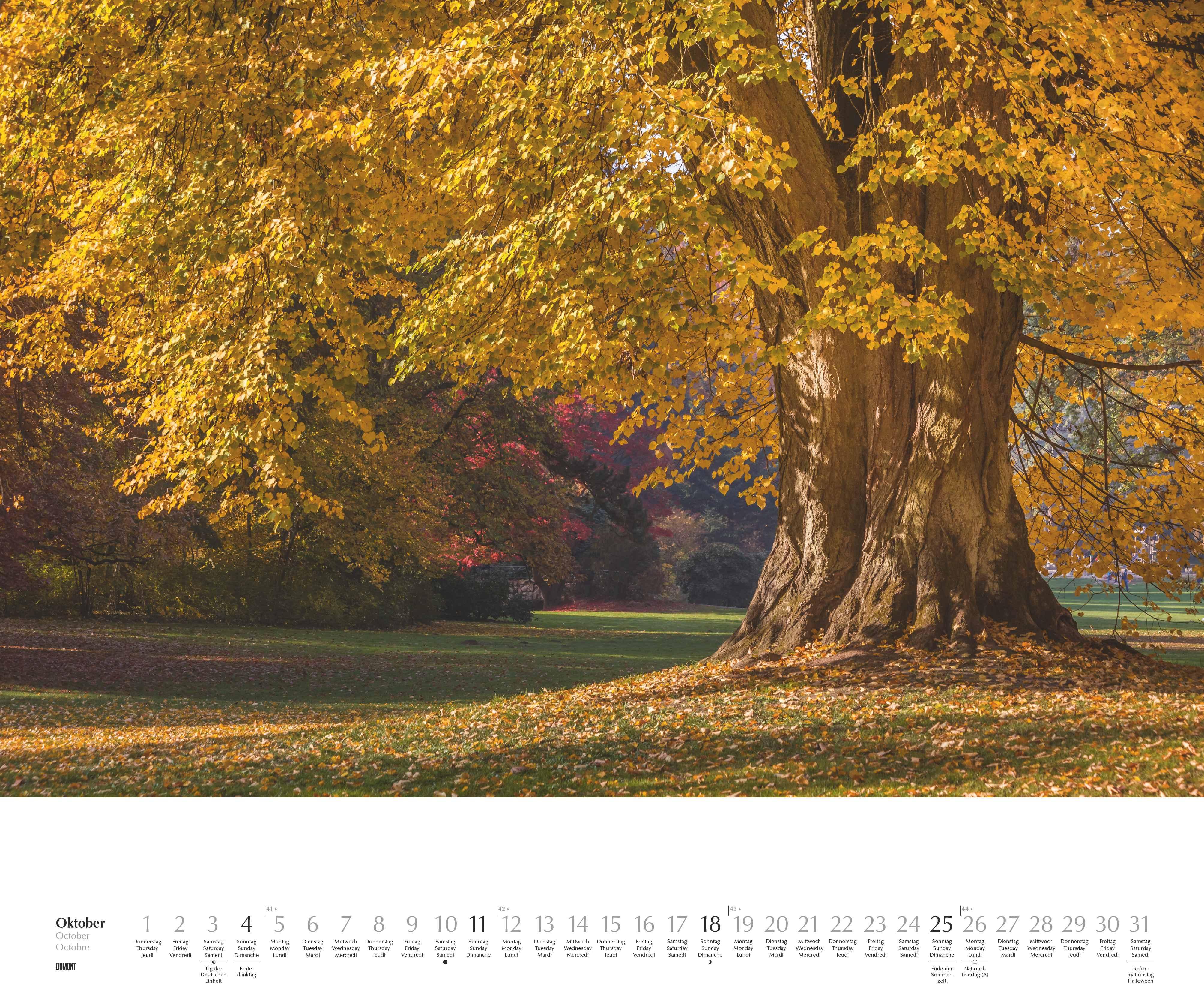 Beispielinhalt (Bild) Heimische Bäume 2026 - Wandkalender 60x50 cm - Spiralbindung