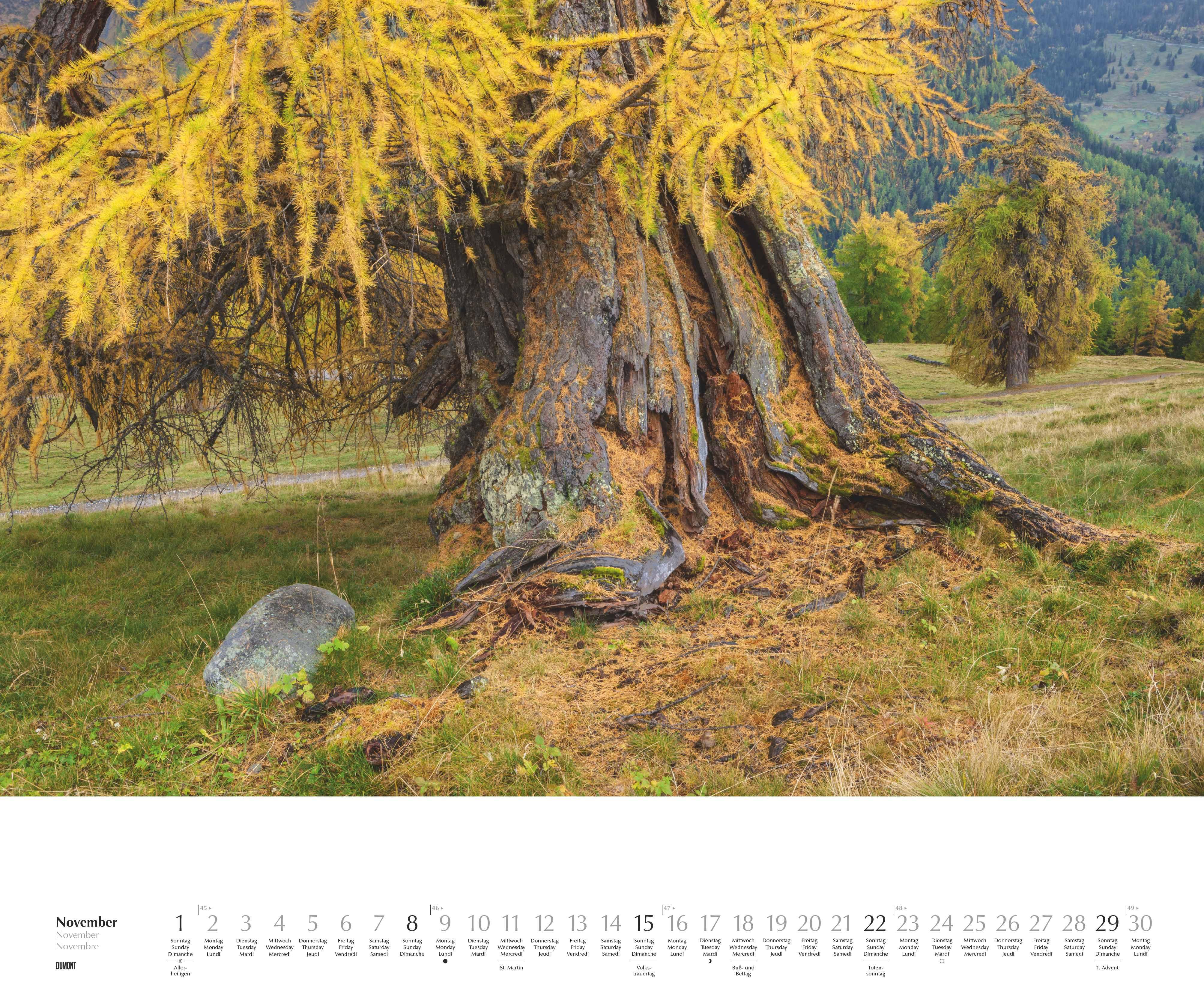 Beispielinhalt (Bild) Heimische Bäume 2026 - Wandkalender 60x50 cm - Spiralbindung