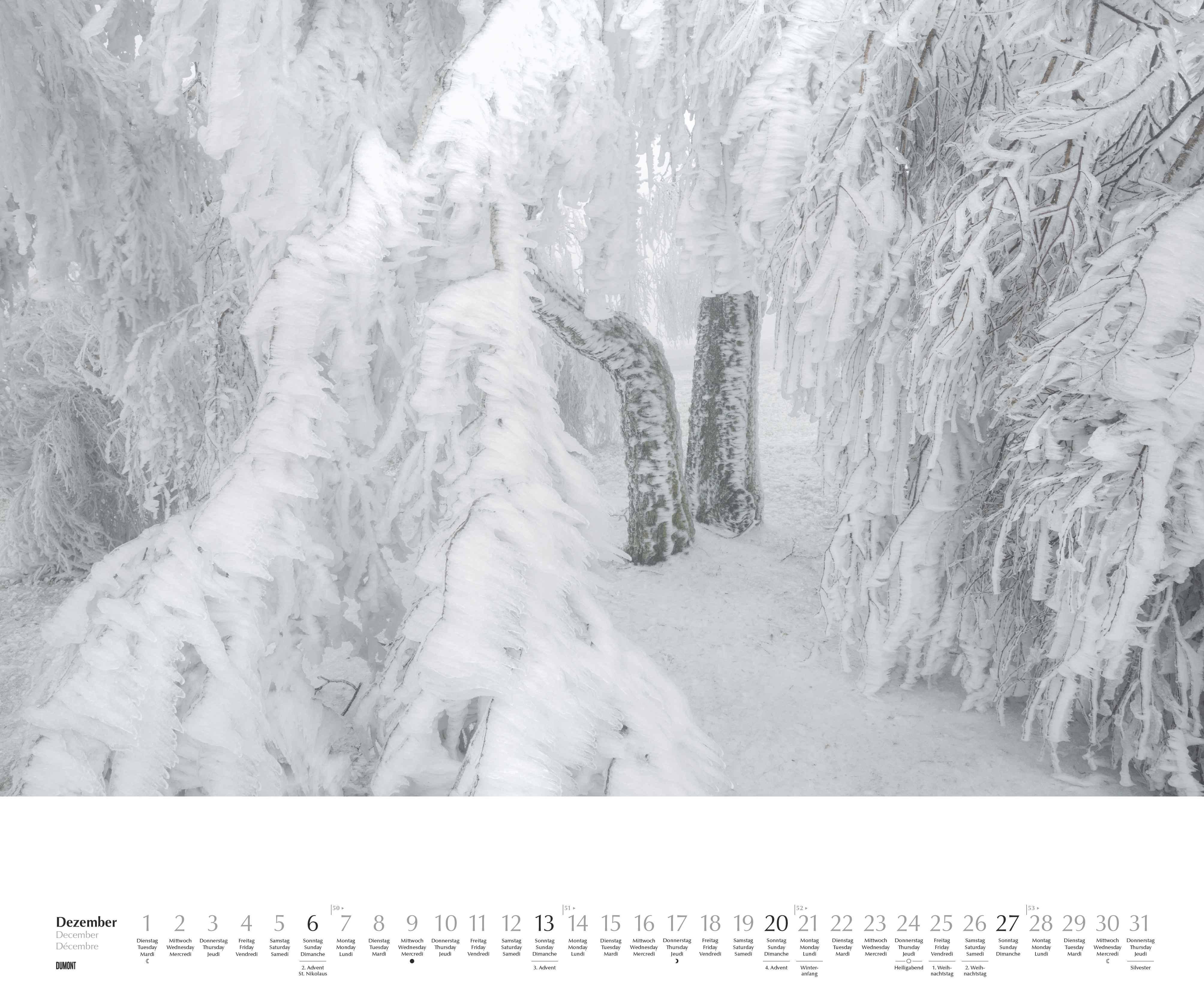 Beispielinhalt (Bild) Heimische Bäume 2026 - Wandkalender 60x50 cm - Spiralbindung