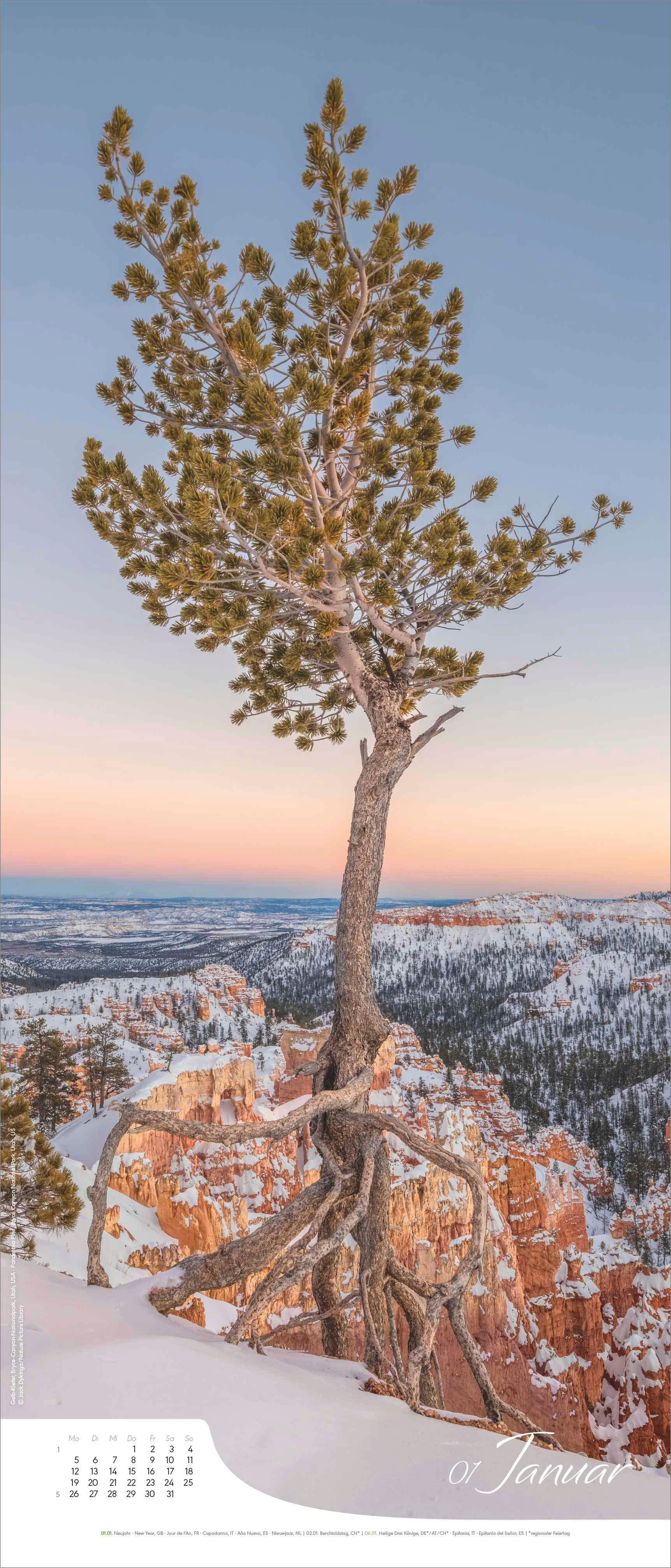 Beispielinhalt (Bild) Bäume - Wandkalender im Format 30 x 70