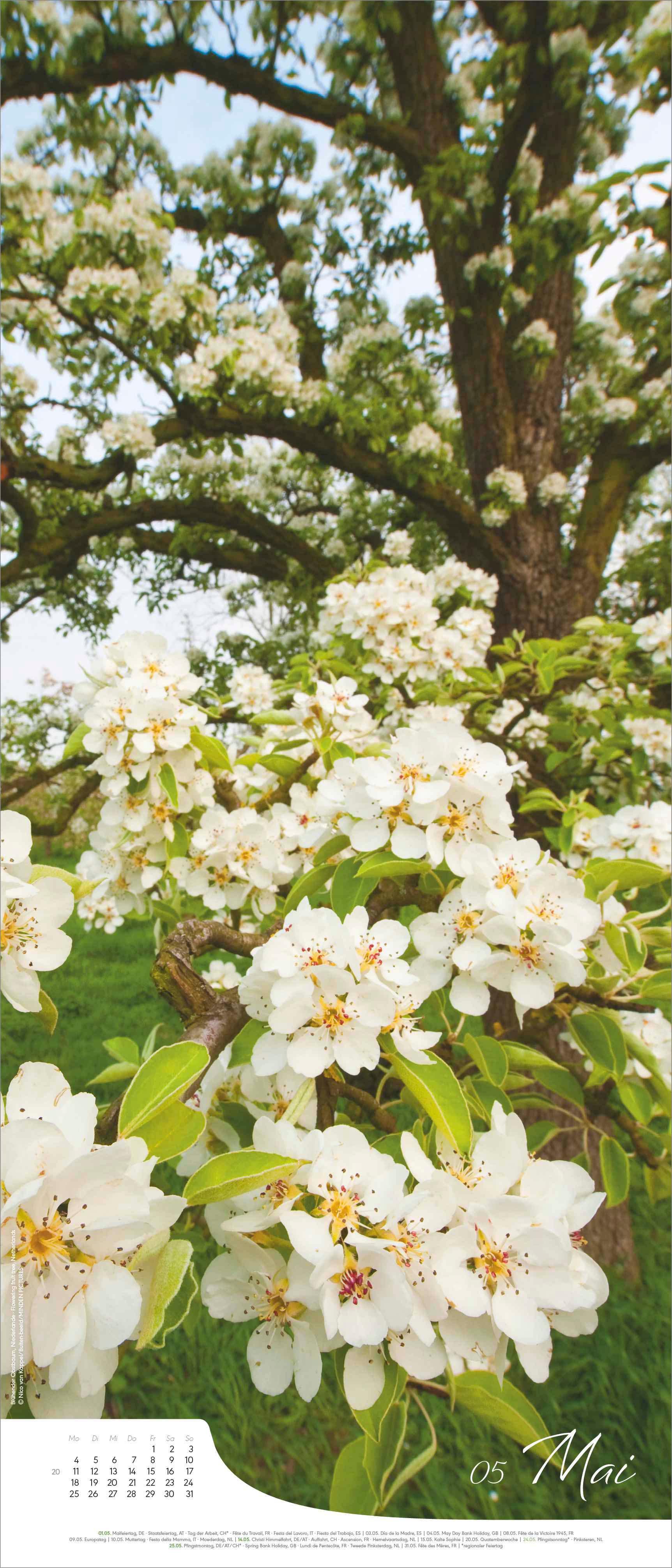 Beispielinhalt (Bild) Bäume - Wandkalender im Format 30 x 70
