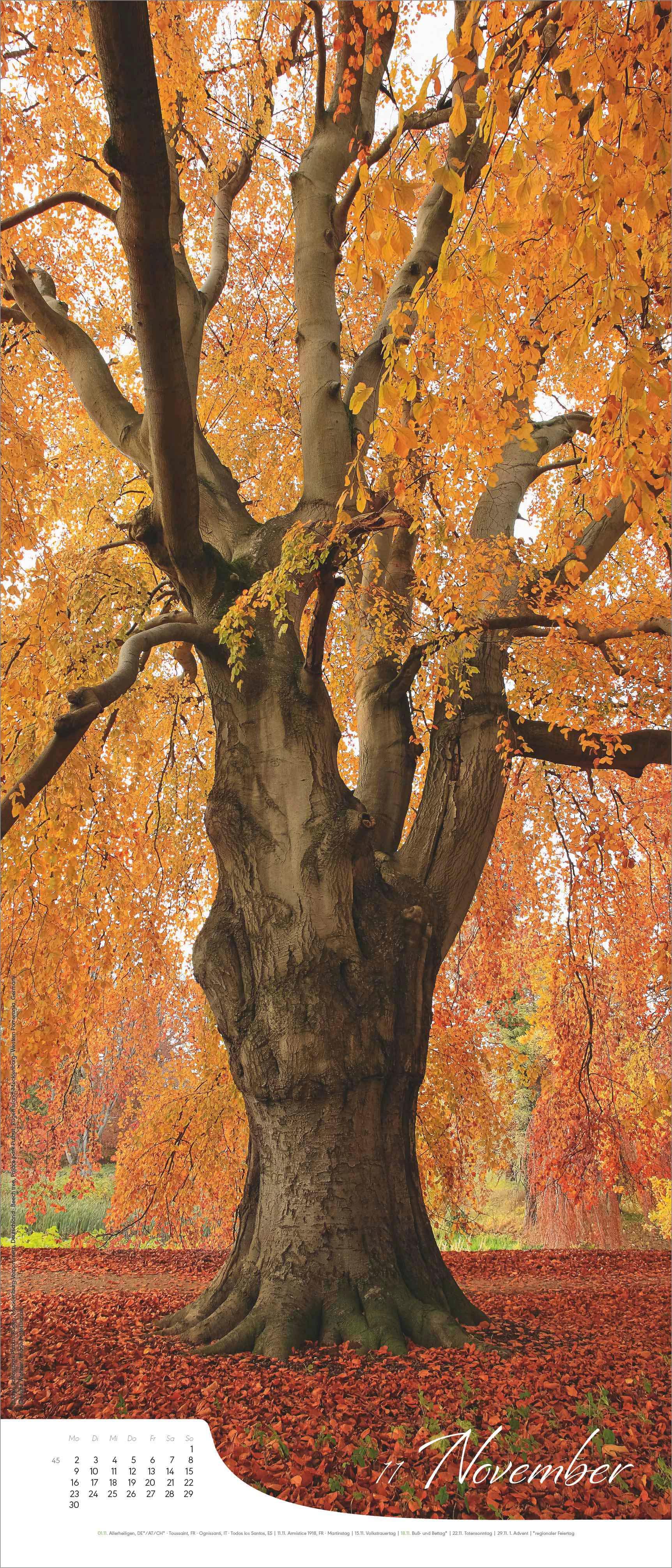 Beispielinhalt (Bild) Bäume - Wandkalender im Format 30 x 70