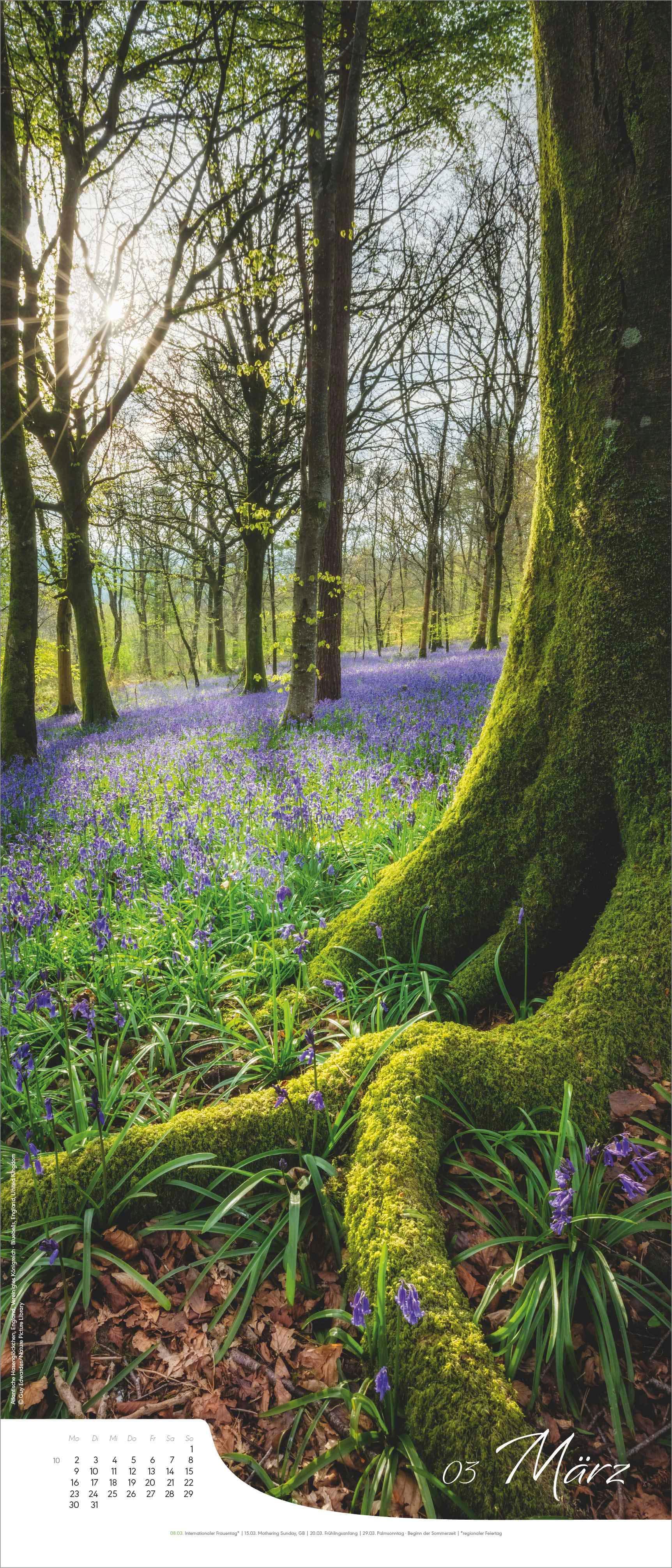 Beispielinhalt (Bild) Bäume - Wandkalender im Format 30 x 70