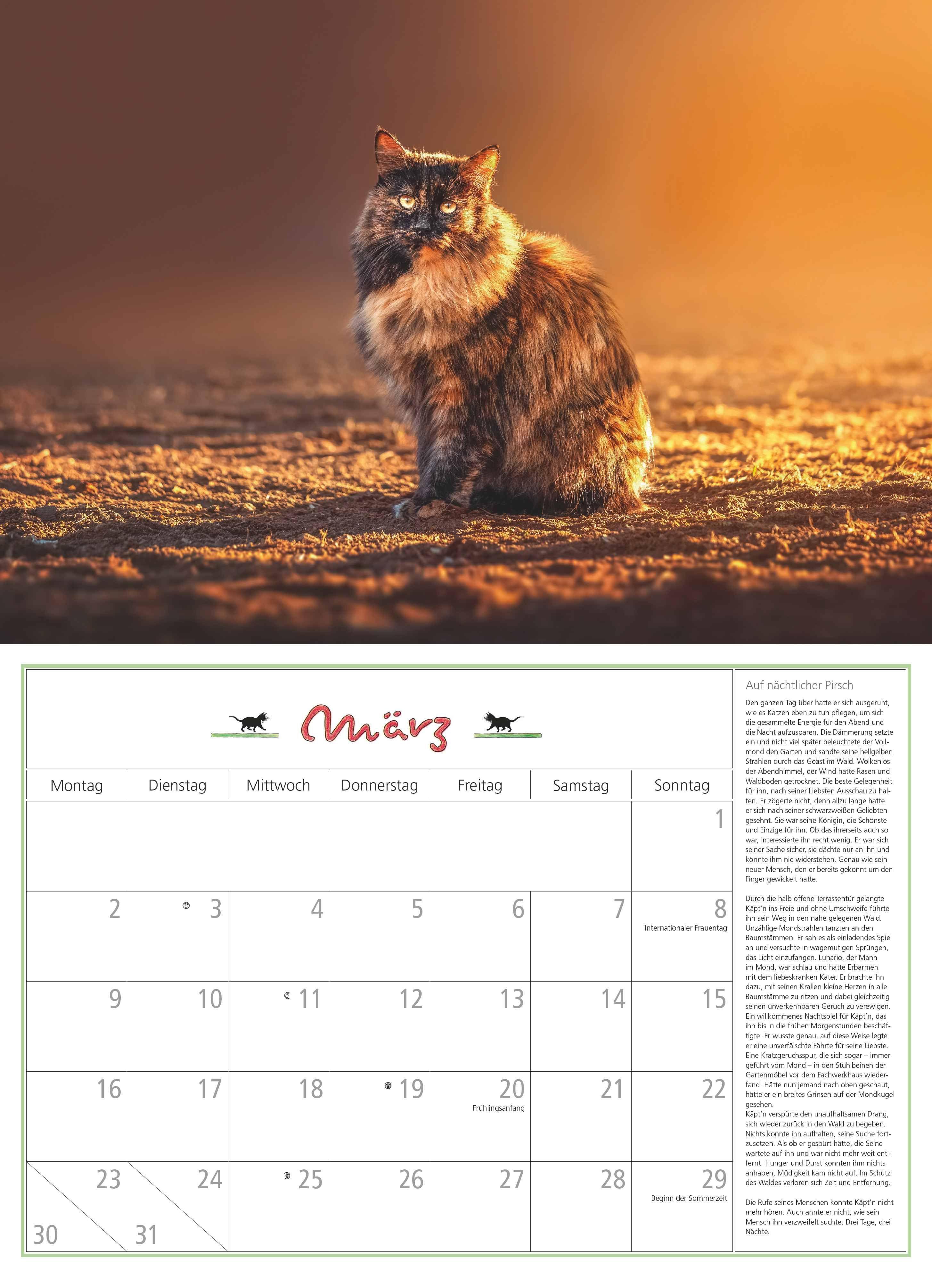 Beispielinhalt (Bild) DUMONTS Katzenkalender 2026 - Broschürenkalender - Wandkalender - mit Schulferienterminen - Format 42 x 29 cm