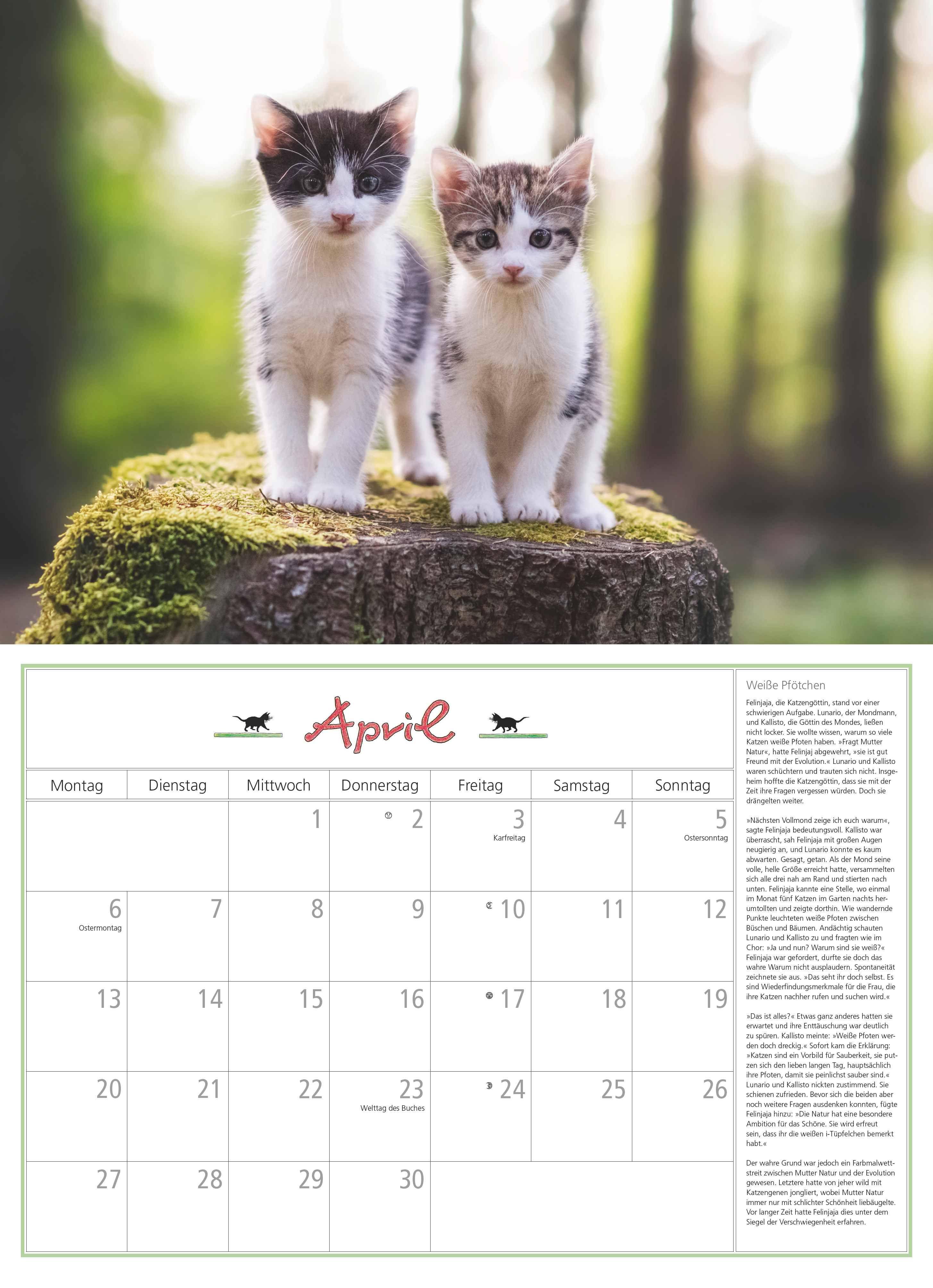 Beispielinhalt (Bild) DUMONTS Katzenkalender 2026 - Broschürenkalender - Wandkalender - mit Schulferienterminen - Format 42 x 29 cm