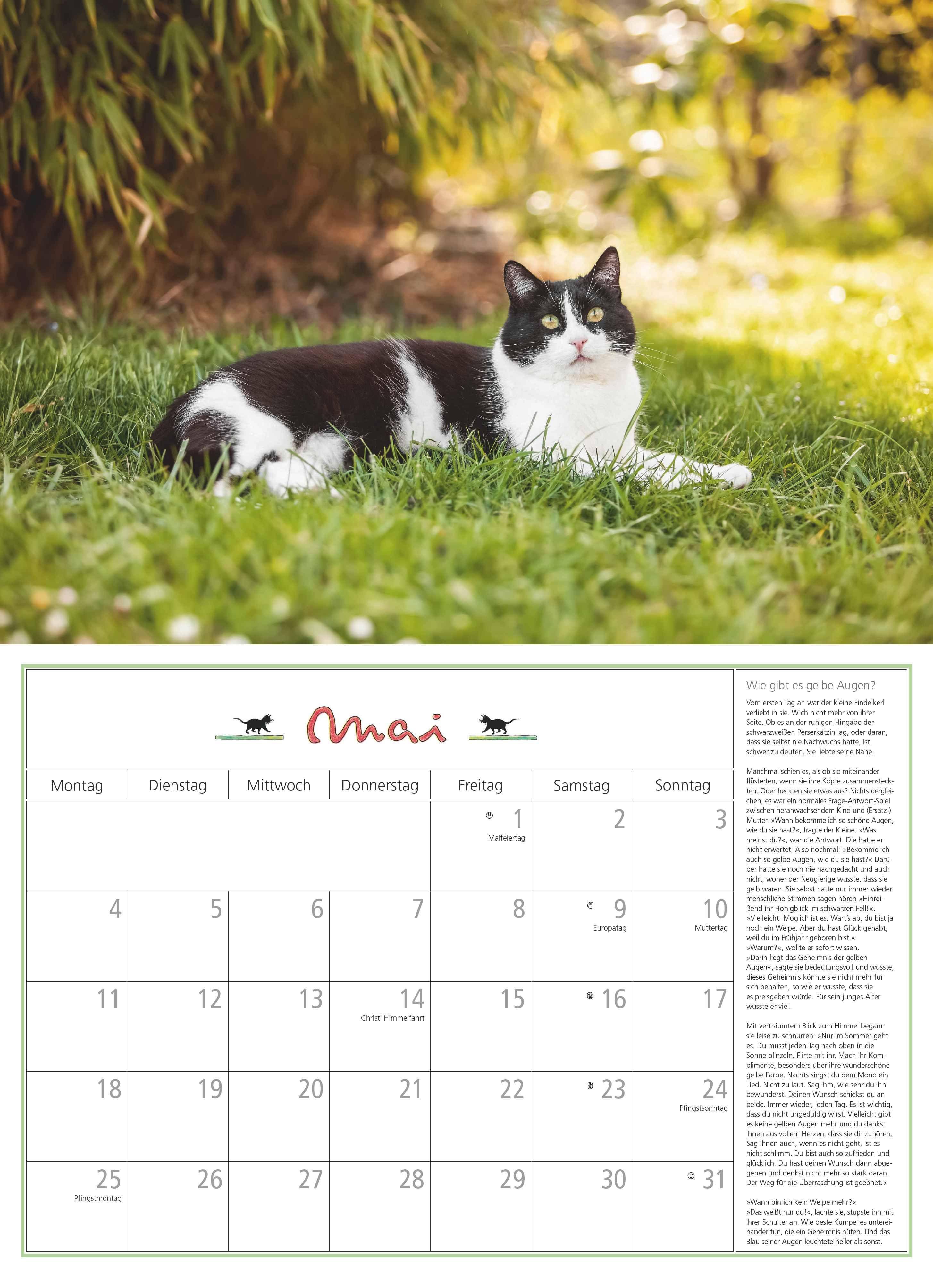 Beispielinhalt (Bild) DUMONTS Katzenkalender 2026 - Broschürenkalender - Wandkalender - mit Schulferienterminen - Format 42 x 29 cm