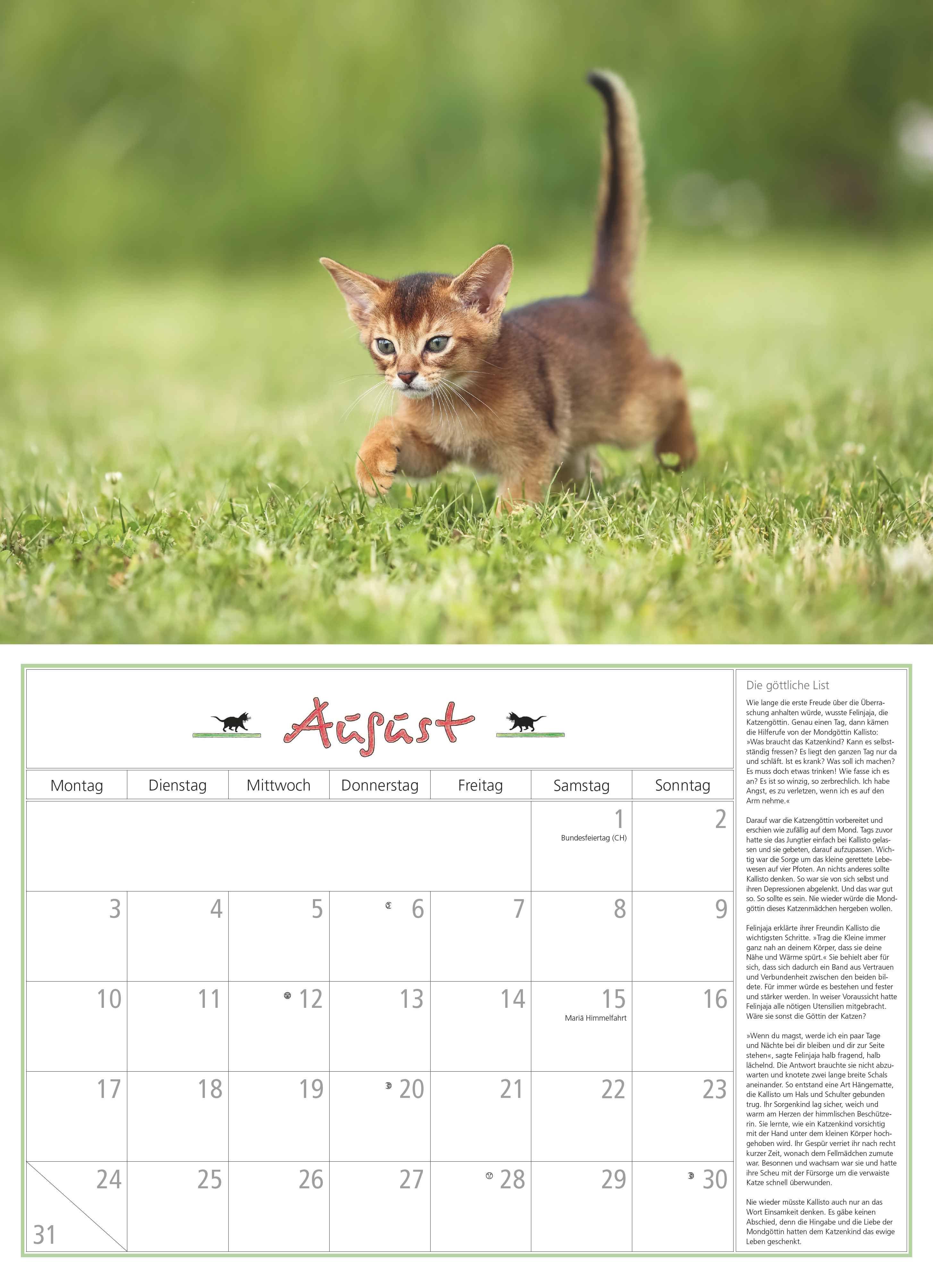 Beispielinhalt (Bild) DUMONTS Katzenkalender 2026 - Broschürenkalender - Wandkalender - mit Schulferienterminen - Format 42 x 29 cm