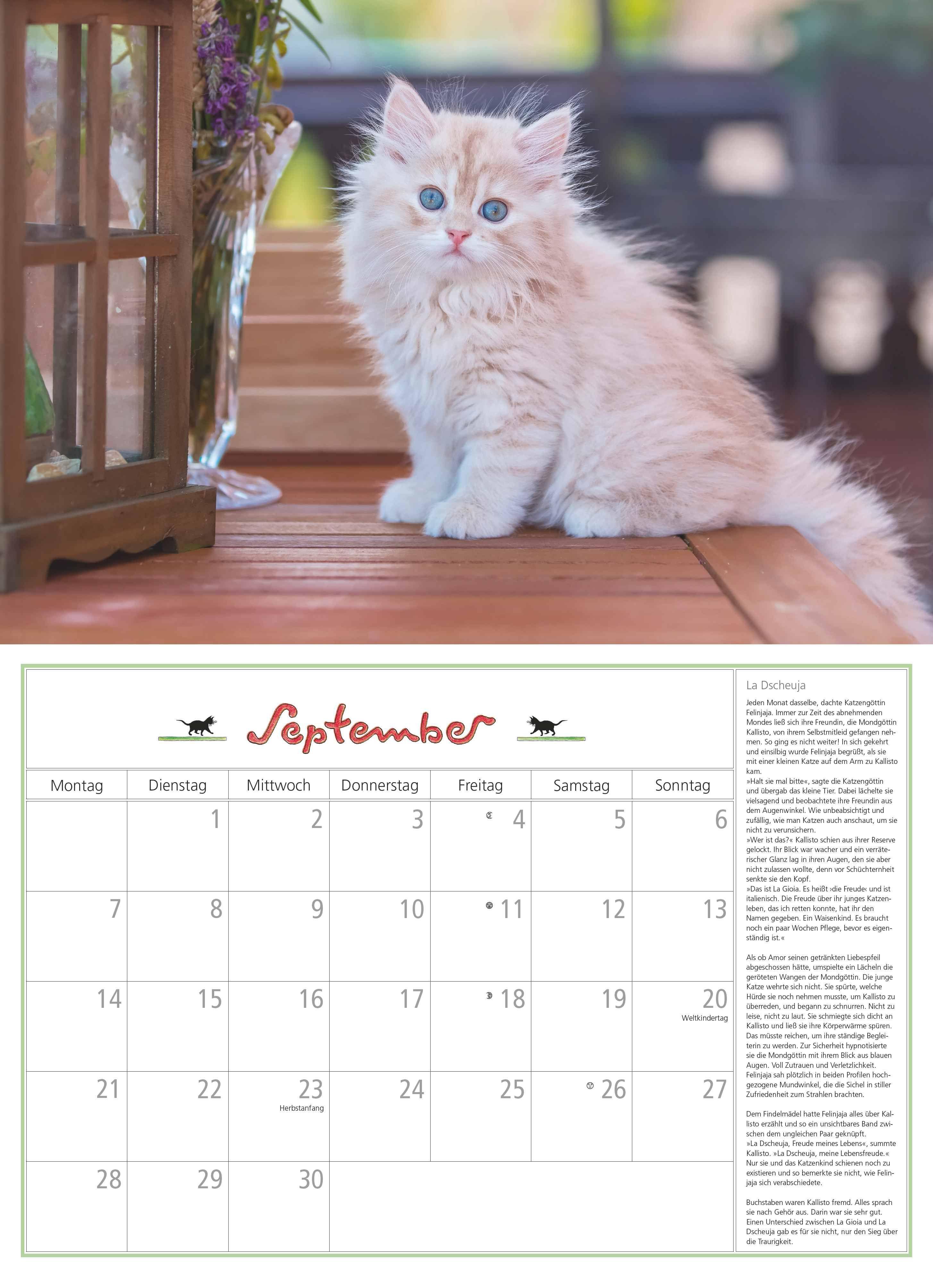 Beispielinhalt (Bild) DUMONTS Katzenkalender 2026 - Broschürenkalender - Wandkalender - mit Schulferienterminen - Format 42 x 29 cm