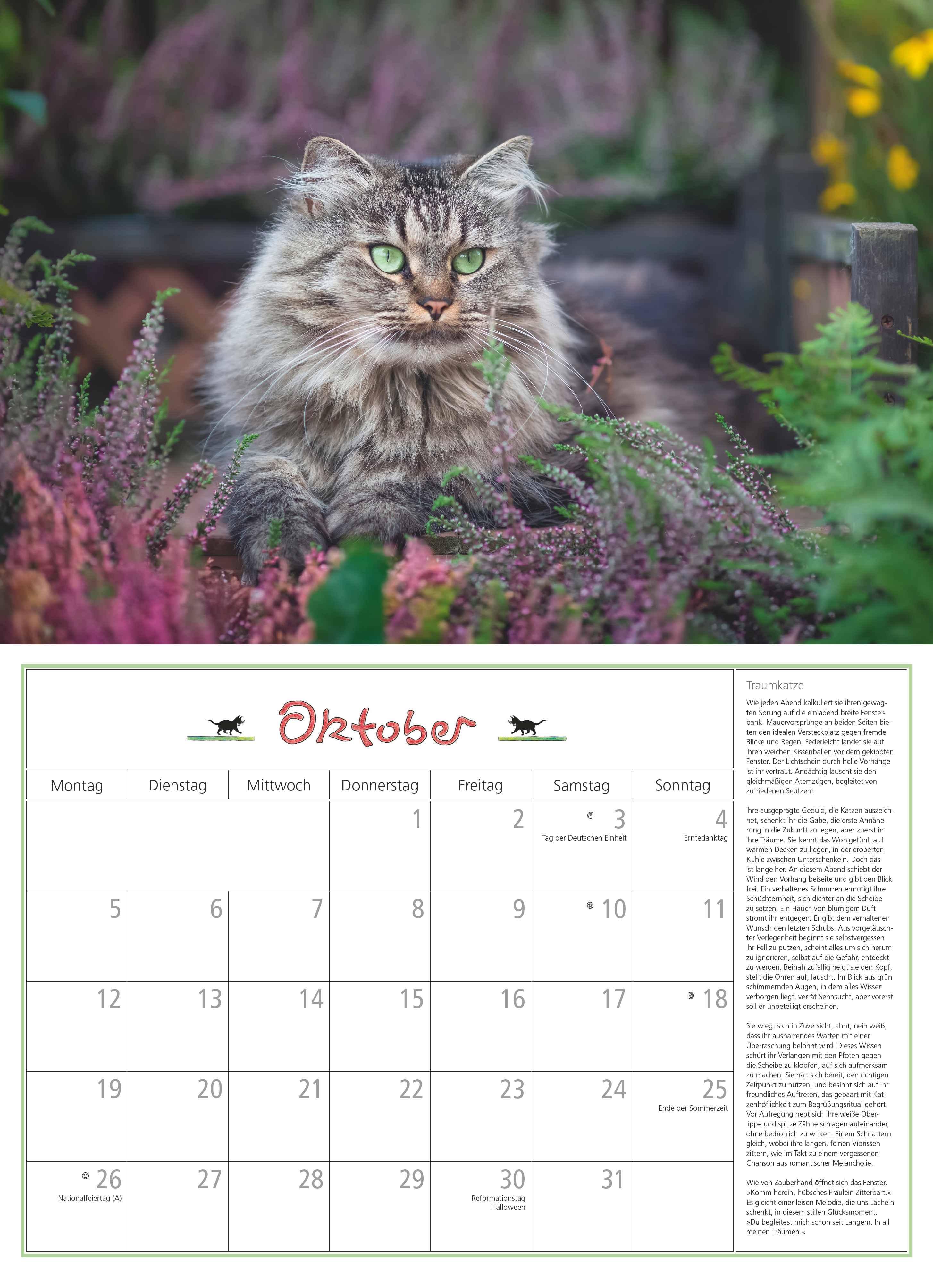 Beispielinhalt (Bild) DUMONTS Katzenkalender 2026 - Broschürenkalender - Wandkalender - mit Schulferienterminen - Format 42 x 29 cm