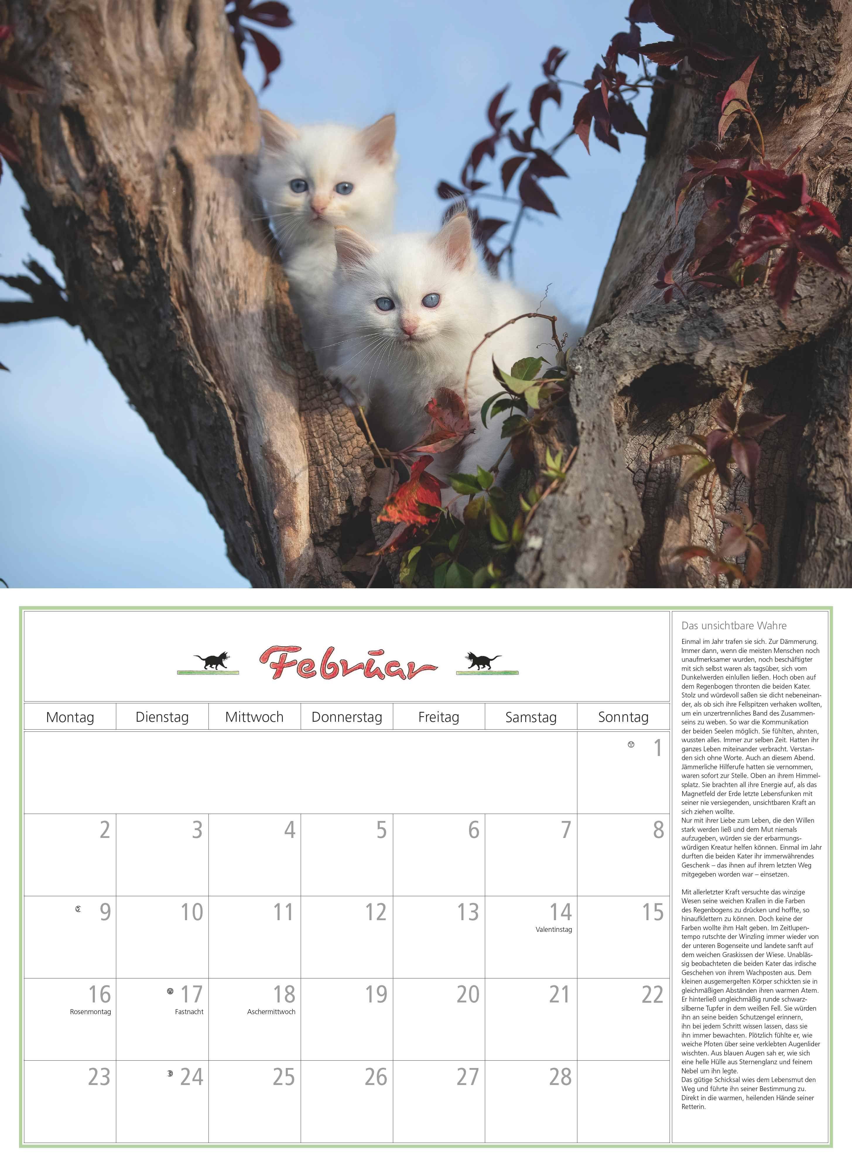 Beispielinhalt (Bild) DUMONTS Katzenkalender 2026 - Broschürenkalender - Wandkalender - mit Schulferienterminen - Format 42 x 29 cm