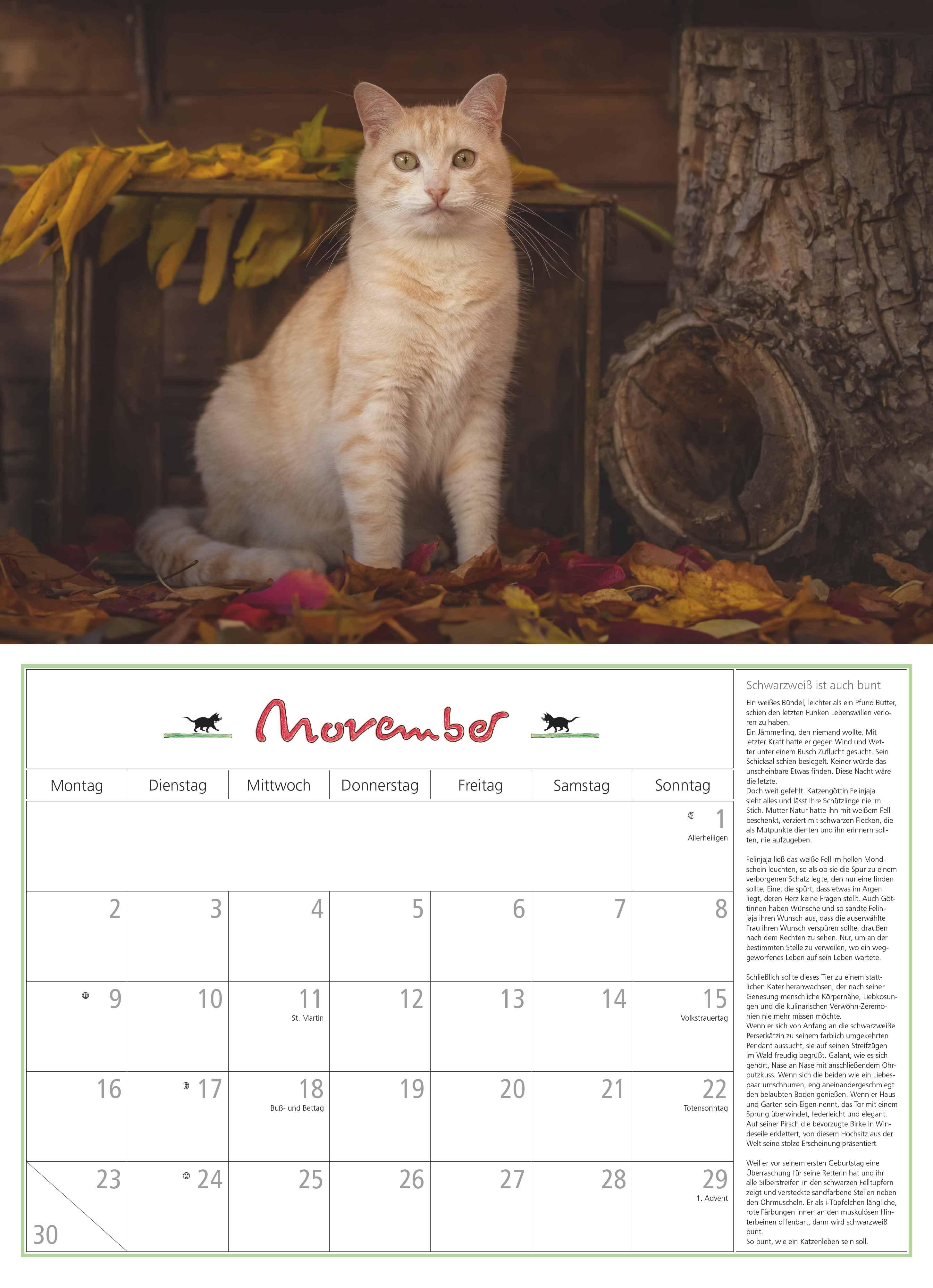 Beispielinhalt (Bild) DUMONTS Katzenkalender 2026 - Broschürenkalender - Wandkalender - mit Schulferienterminen - Format 42 x 29 cm