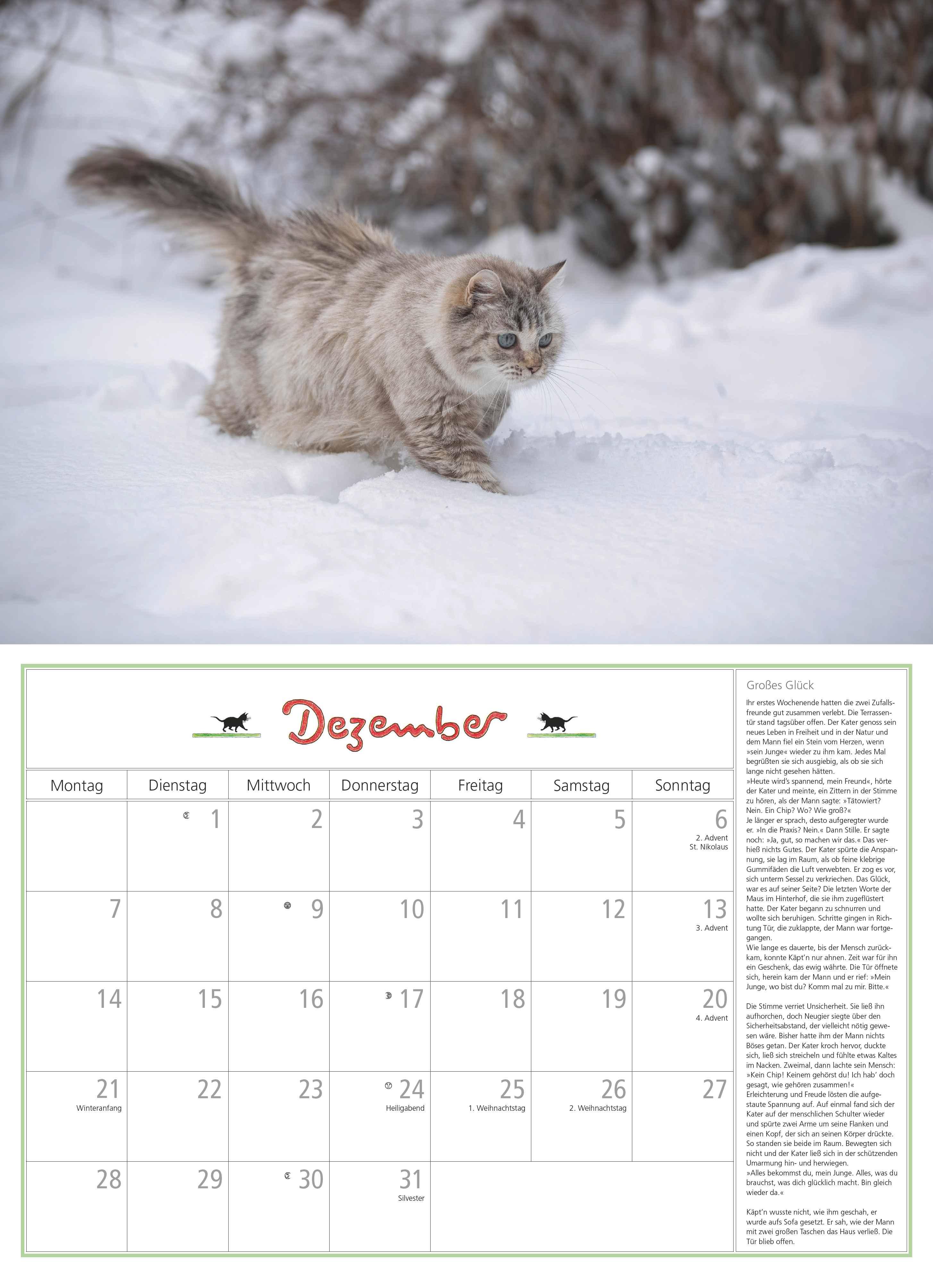 Beispielinhalt (Bild) DUMONTS Katzenkalender 2026 - Broschürenkalender - Wandkalender - mit Schulferienterminen - Format 42 x 29 cm