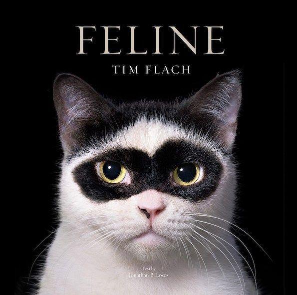 Vorderes Coverbild Feline