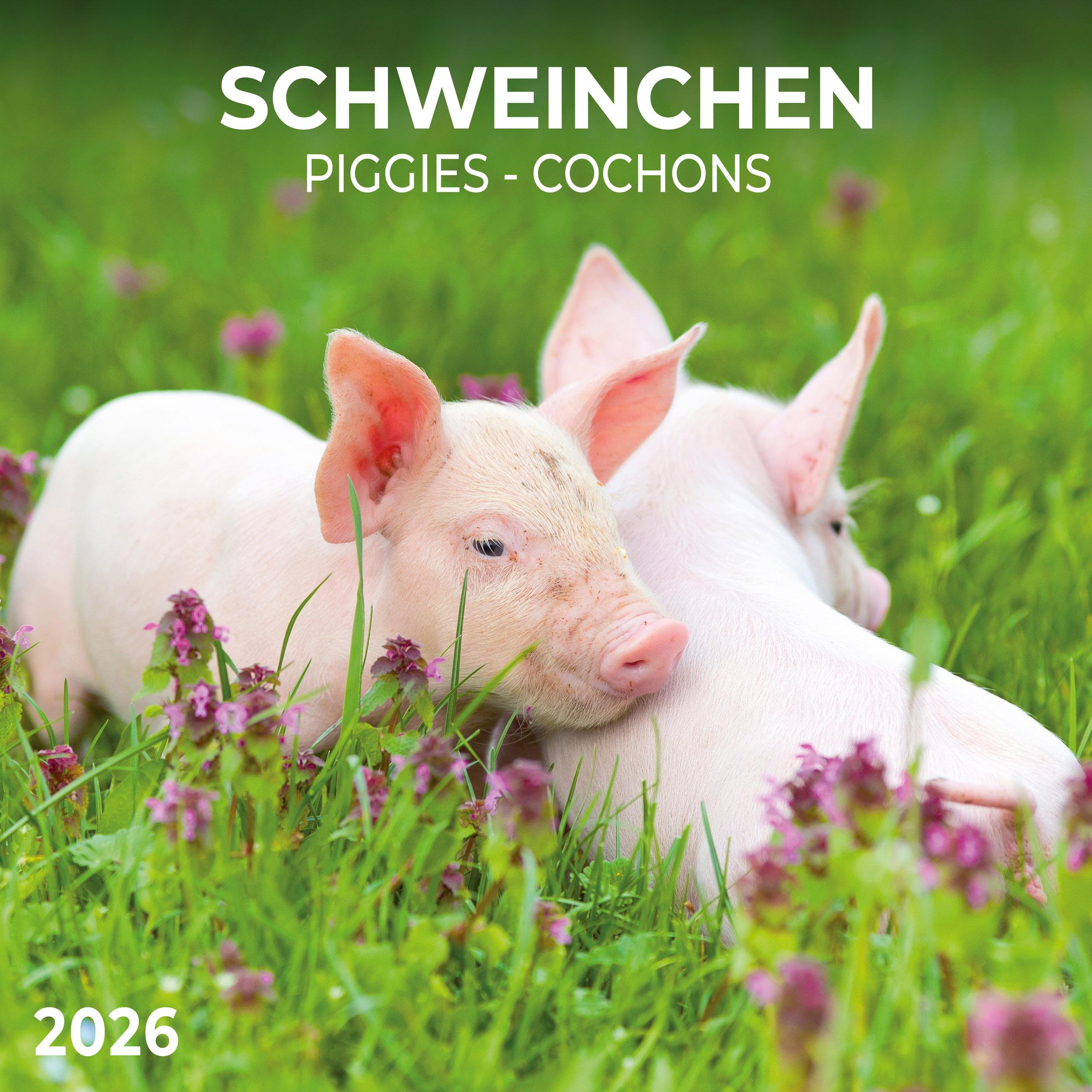 Vorderes Coverbild Schweinchen/Piggies 2026