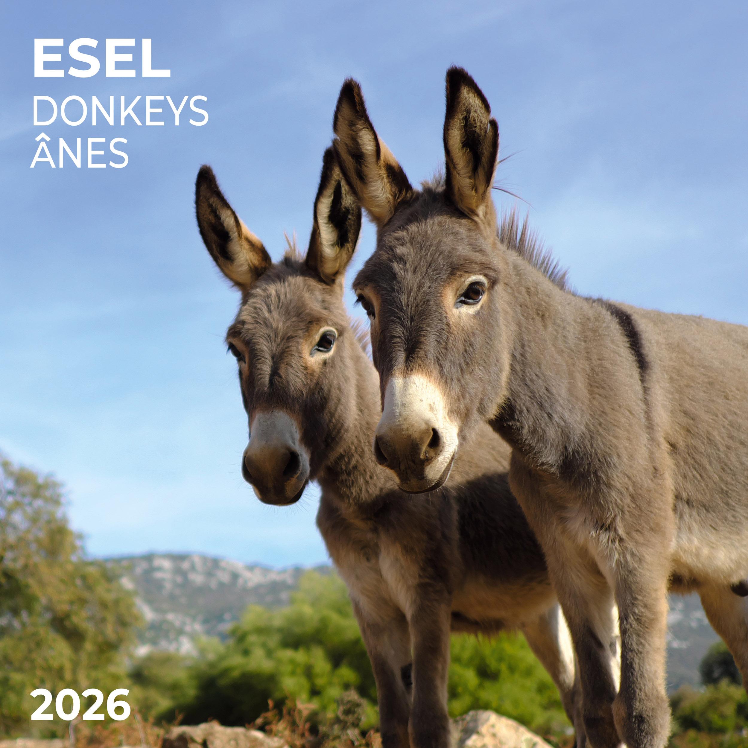 Vorderes Coverbild Esel/Donkey 2026