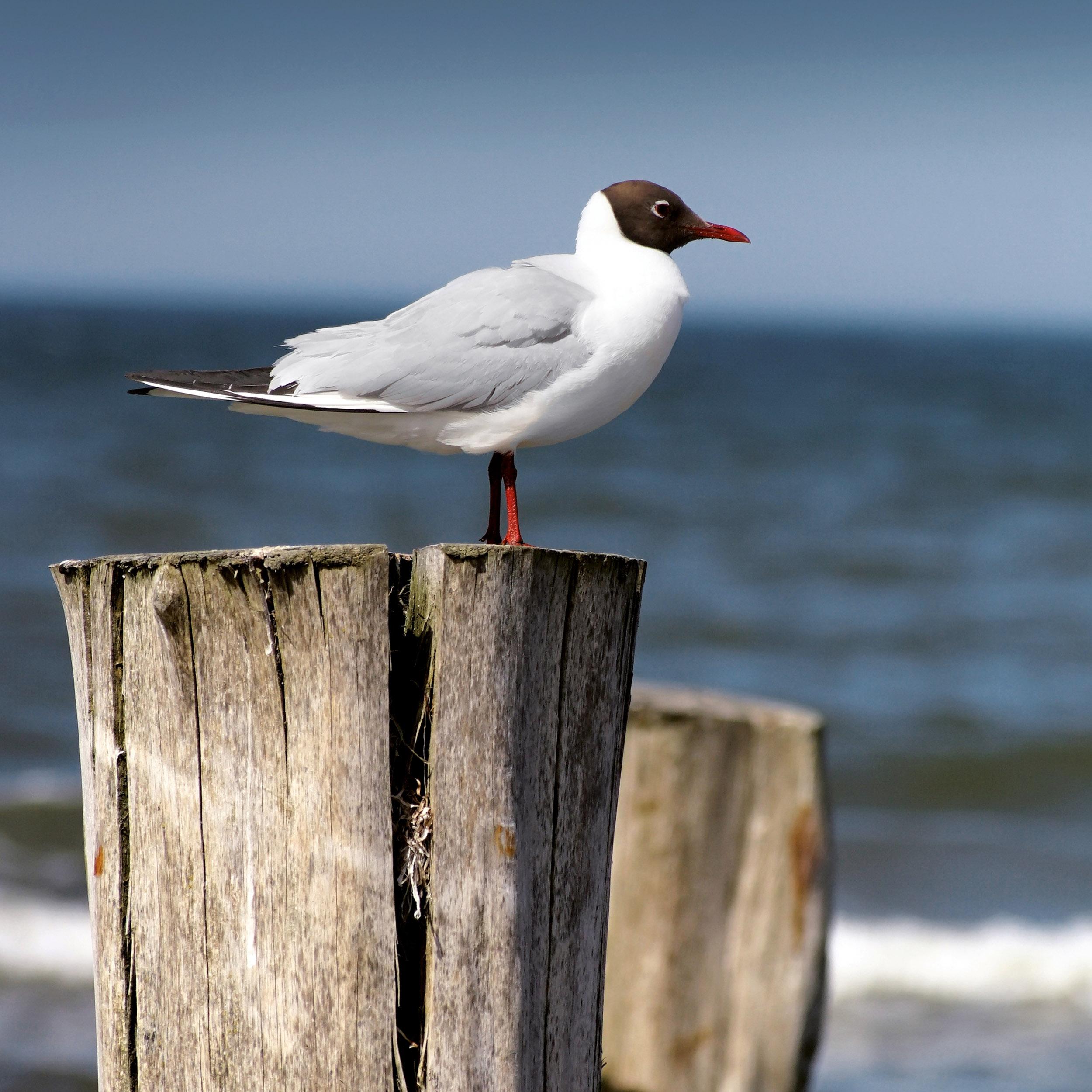 Beispielinhalt (Bild) Nordsee/Northern Sea 2026