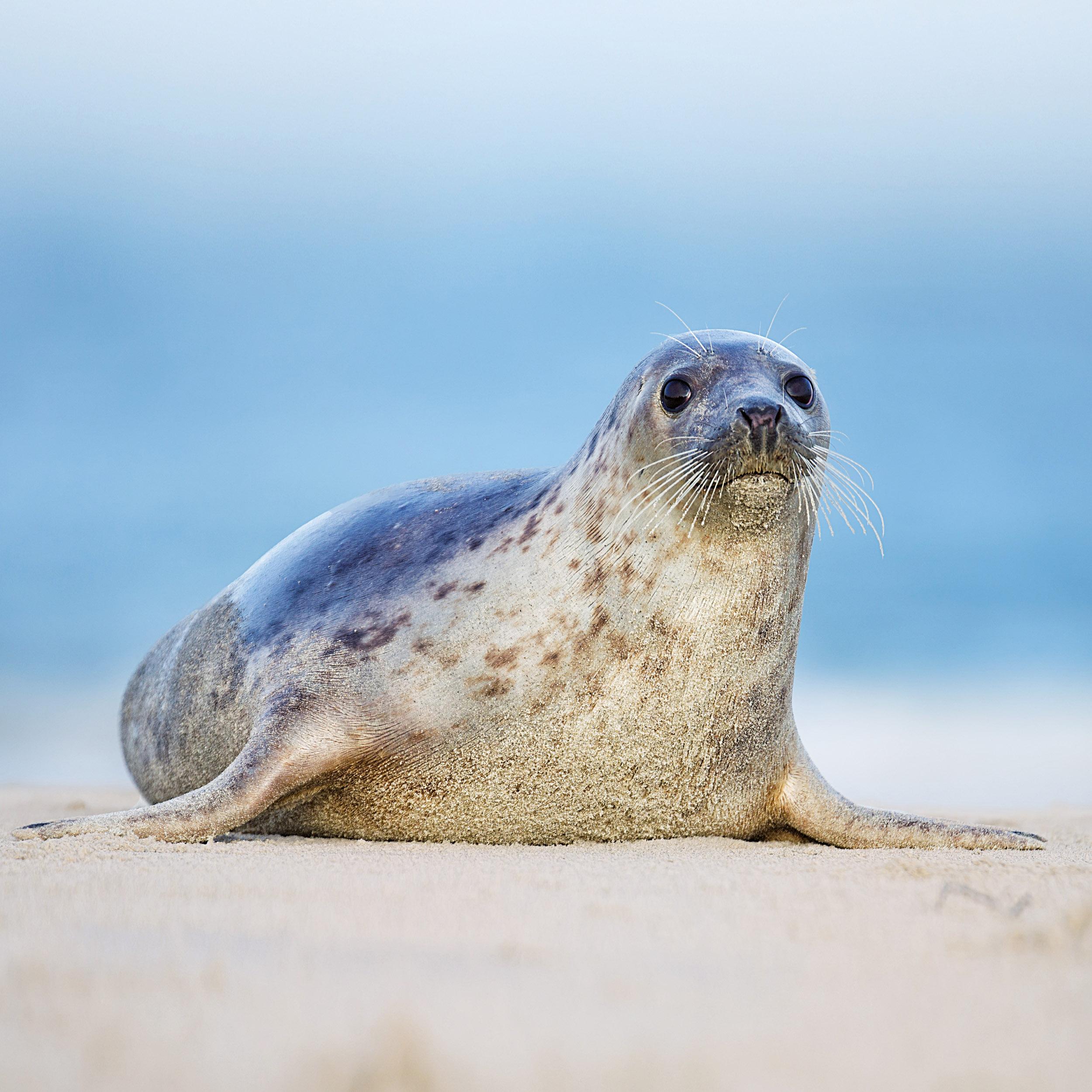 Beispielinhalt (Bild) Nordsee/Northern Sea 2026