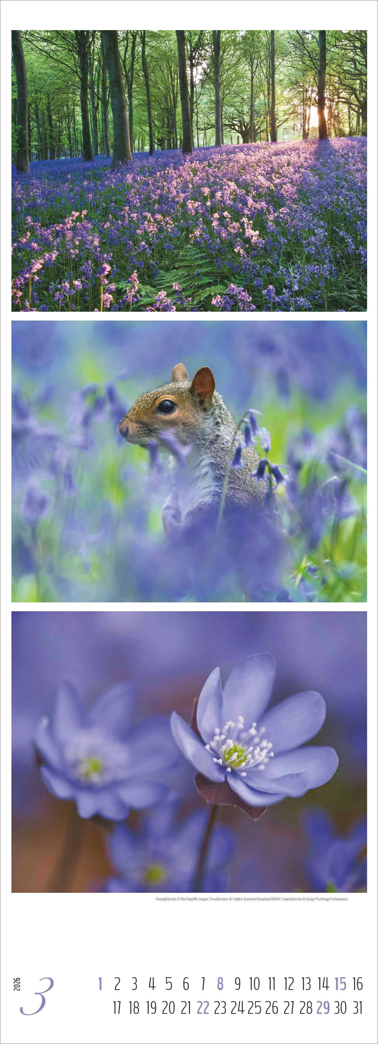 Beispielinhalt (Bild) Waldleben - Triplets 2026 - Streifenkalender XXL 25x69 cm - Bildkalender im Hochformat - Naturkalender